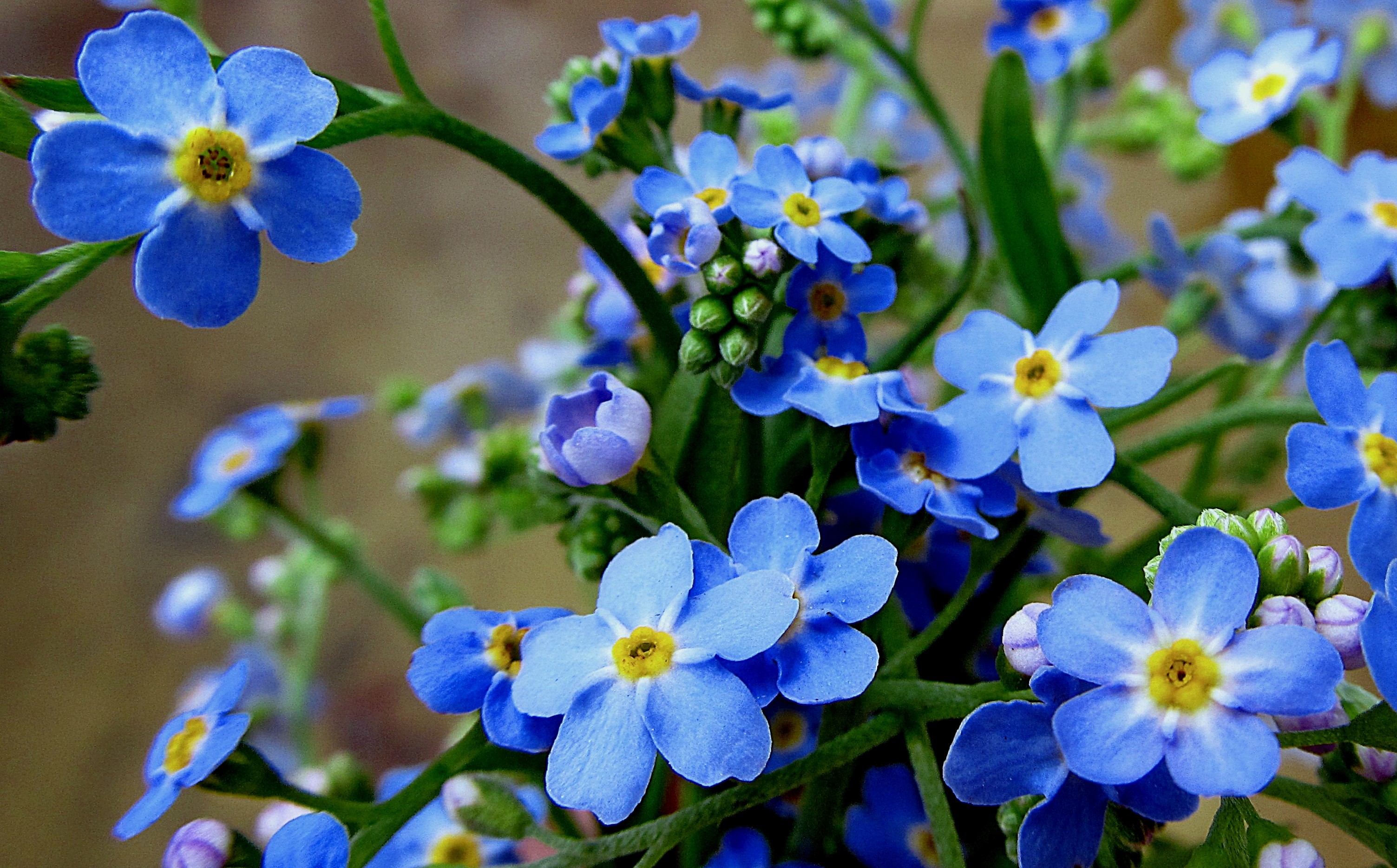 Скачати мобільні шпалери Квітка, Земля, Незабудка, Синя Квітка, Флауерзи безкоштовно.
