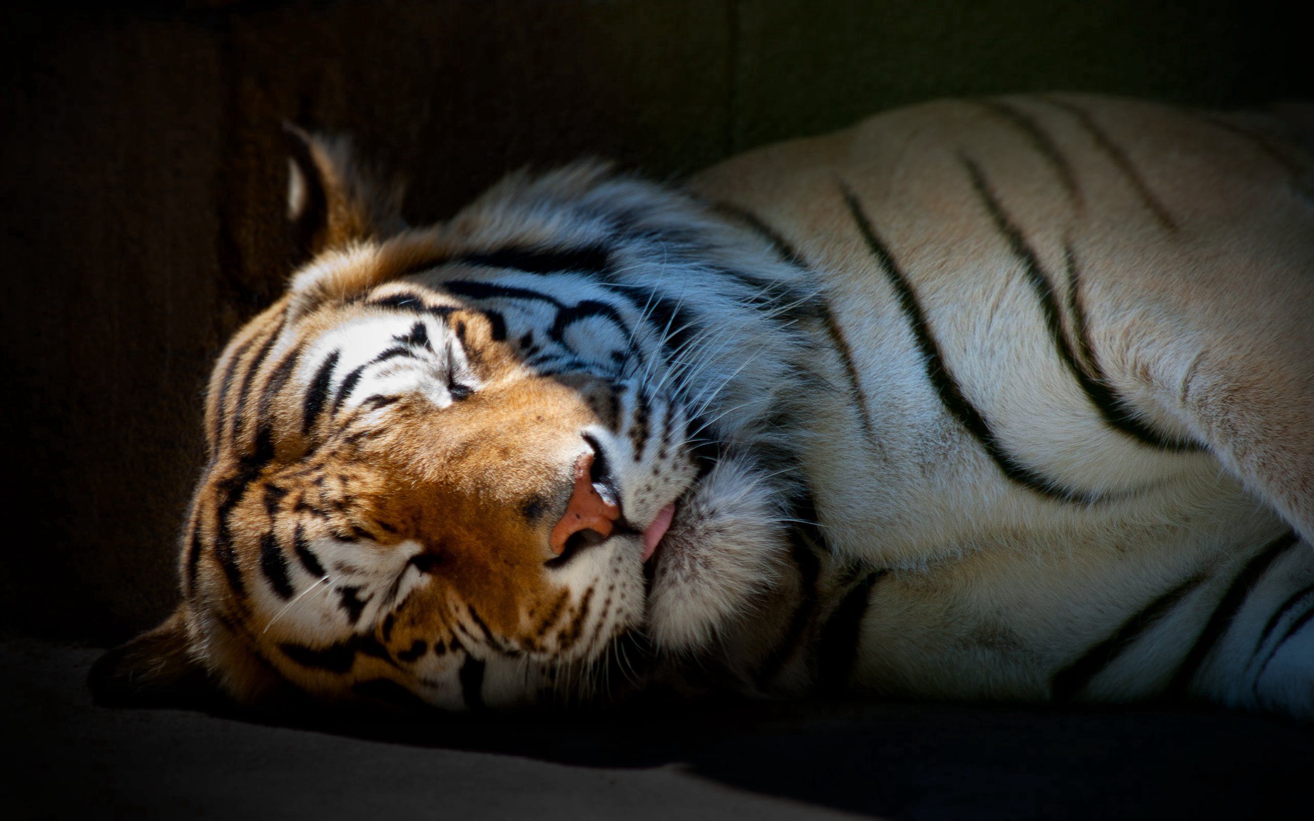 animals, striped, shadow, predator, big cat, tiger, sleep, dream