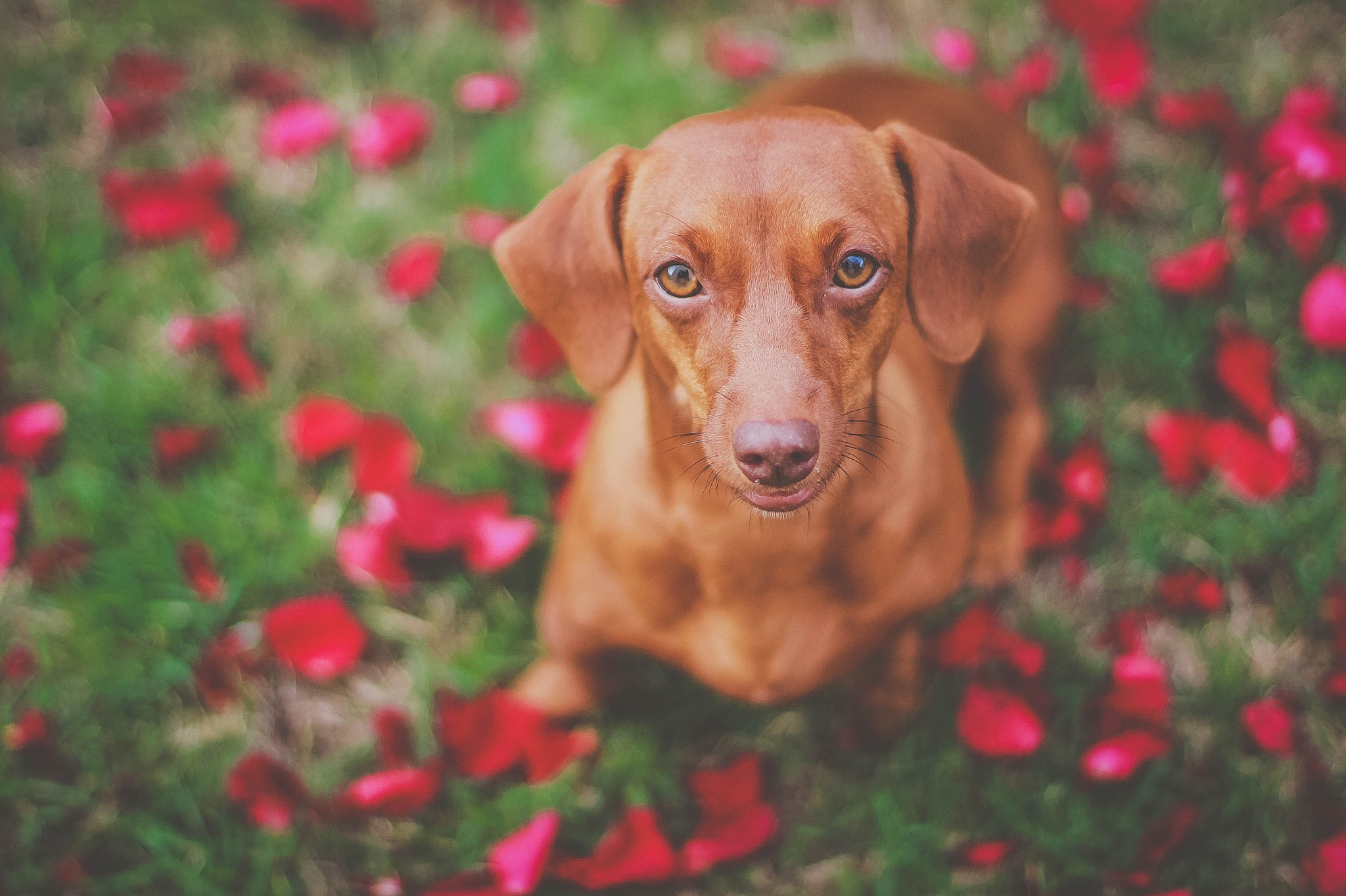 Download mobile wallpaper Dogs, Dog, Muzzle, Blur, Animal, Dachshund for free.