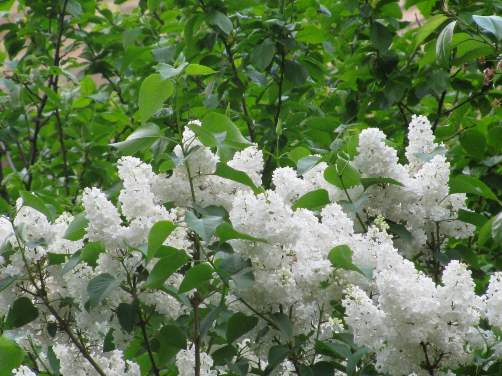 Laden Sie das Lilac, Bäume, Pflanzen-Bild kostenlos auf Ihren PC-Desktop herunter