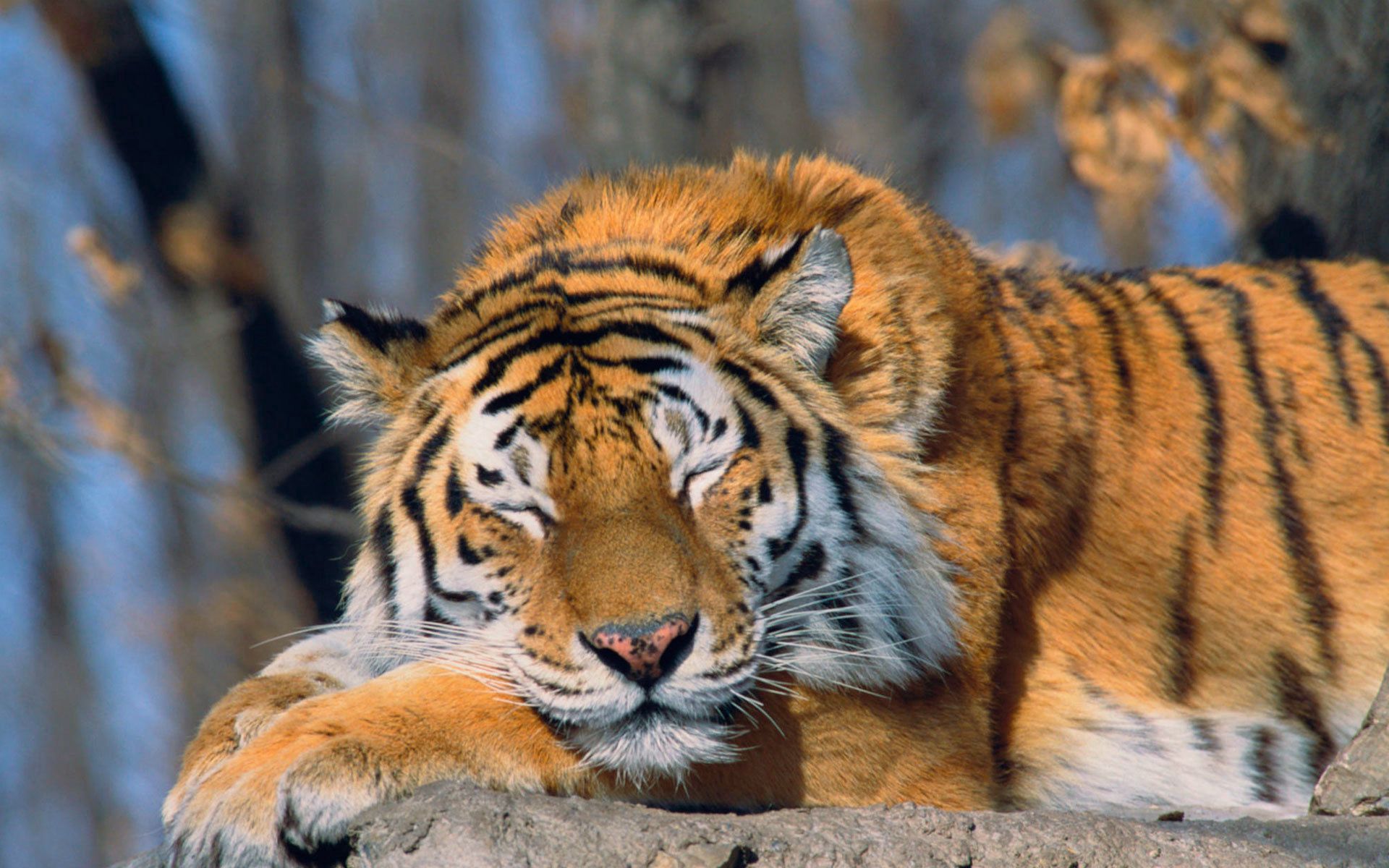98027 Hintergrundbild herunterladen tiere, schnauze, raubtier, predator, große katze, big cat, tiger - Bildschirmschoner und Bilder kostenlos