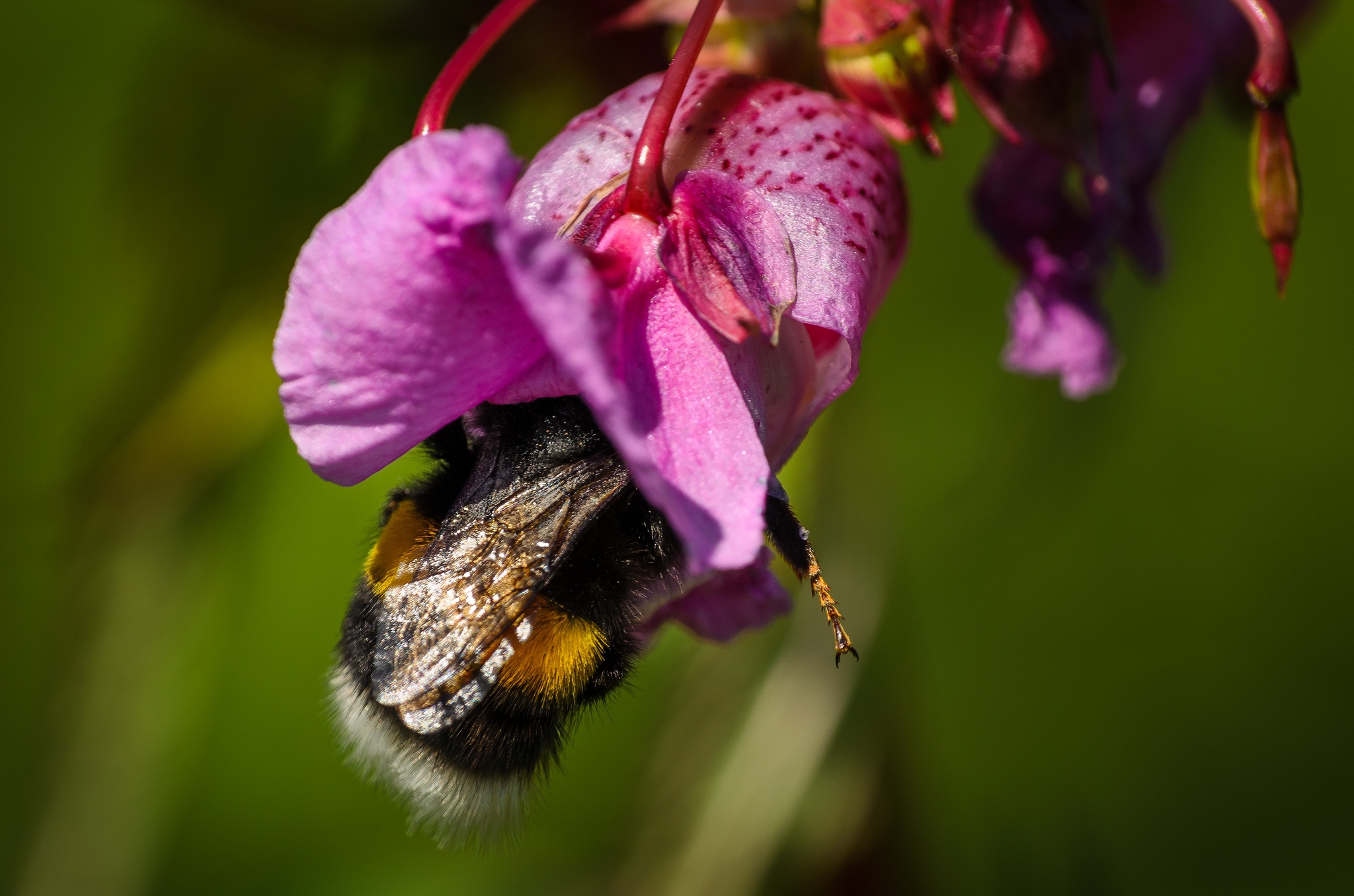 Download mobile wallpaper Bumblebee, Macro, Nature, Flower for free.