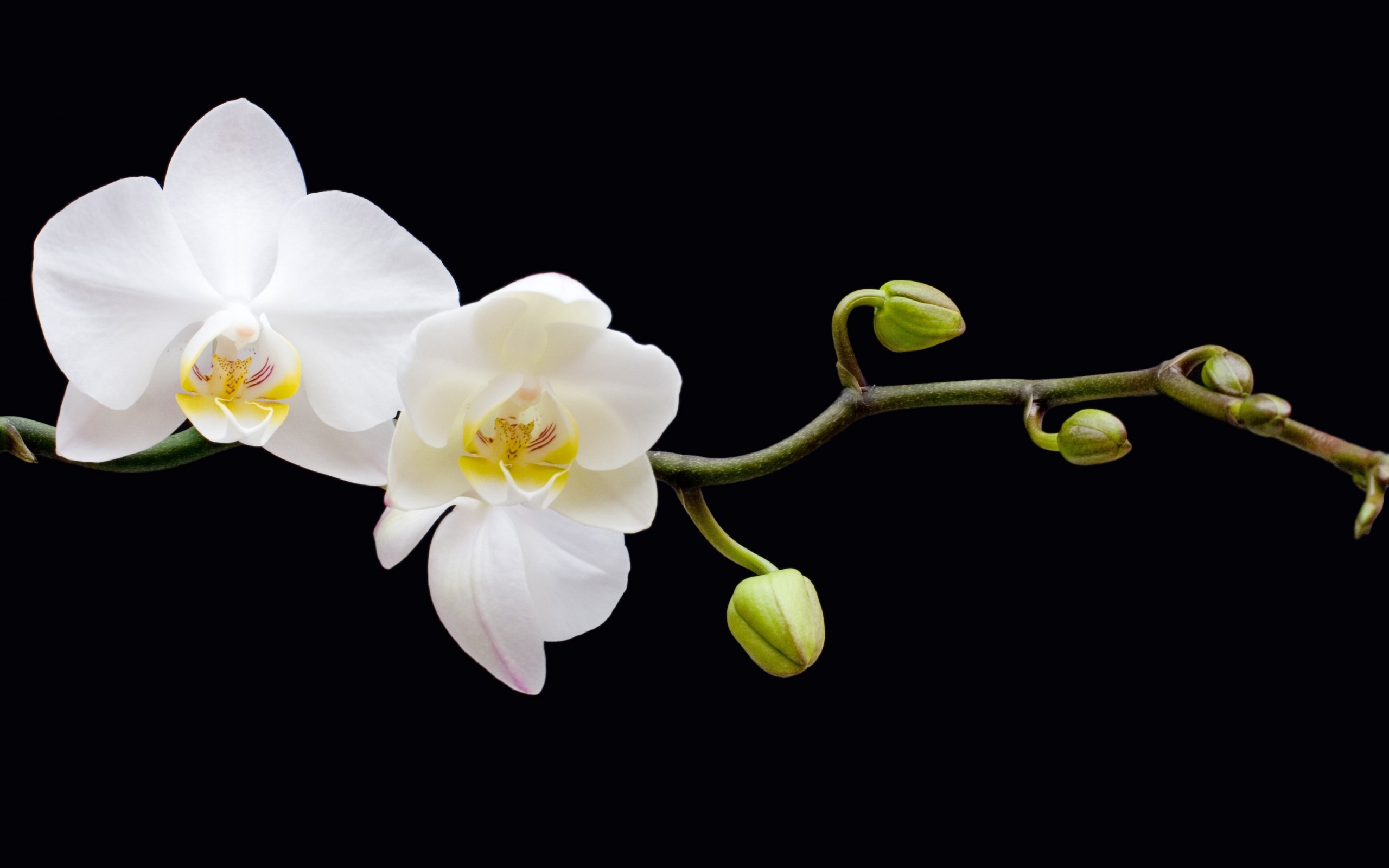 Скачать обои бесплатно Цветок, Орхидея, Белый Цветок, Земля/природа, Флауэрсы картинка на рабочий стол ПК