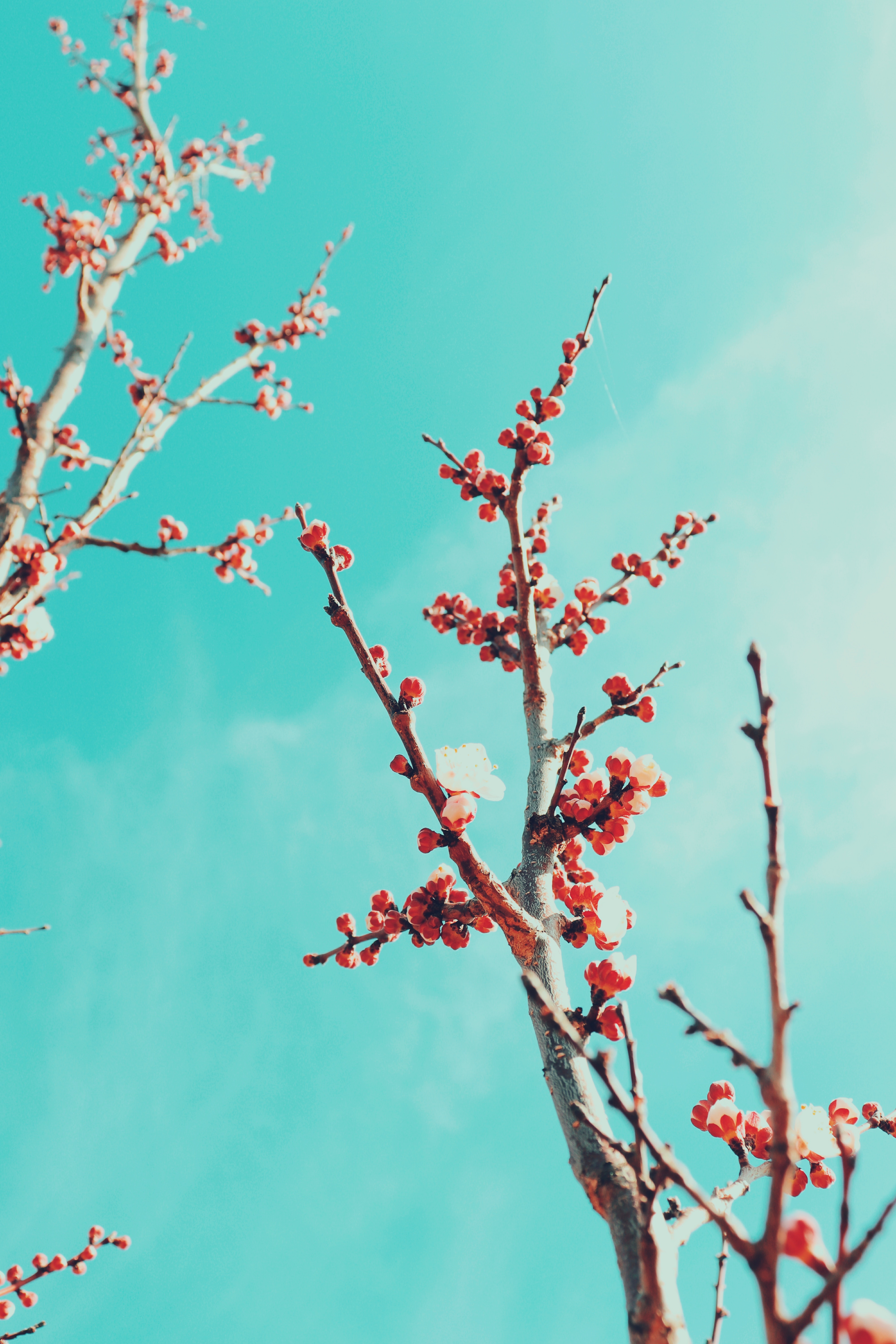 sakura, flowers, sky, branches, bloom, flowering
