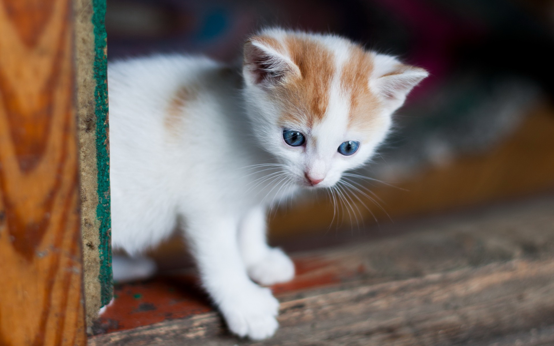 Laden Sie das Tiere, Katzen, Katze-Bild kostenlos auf Ihren PC-Desktop herunter