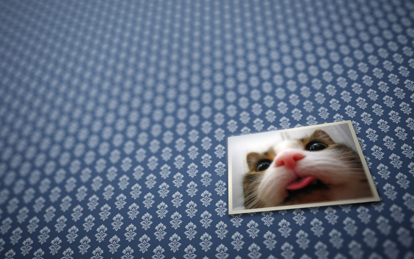 Handy-Wallpaper Tiere, Katze kostenlos herunterladen.