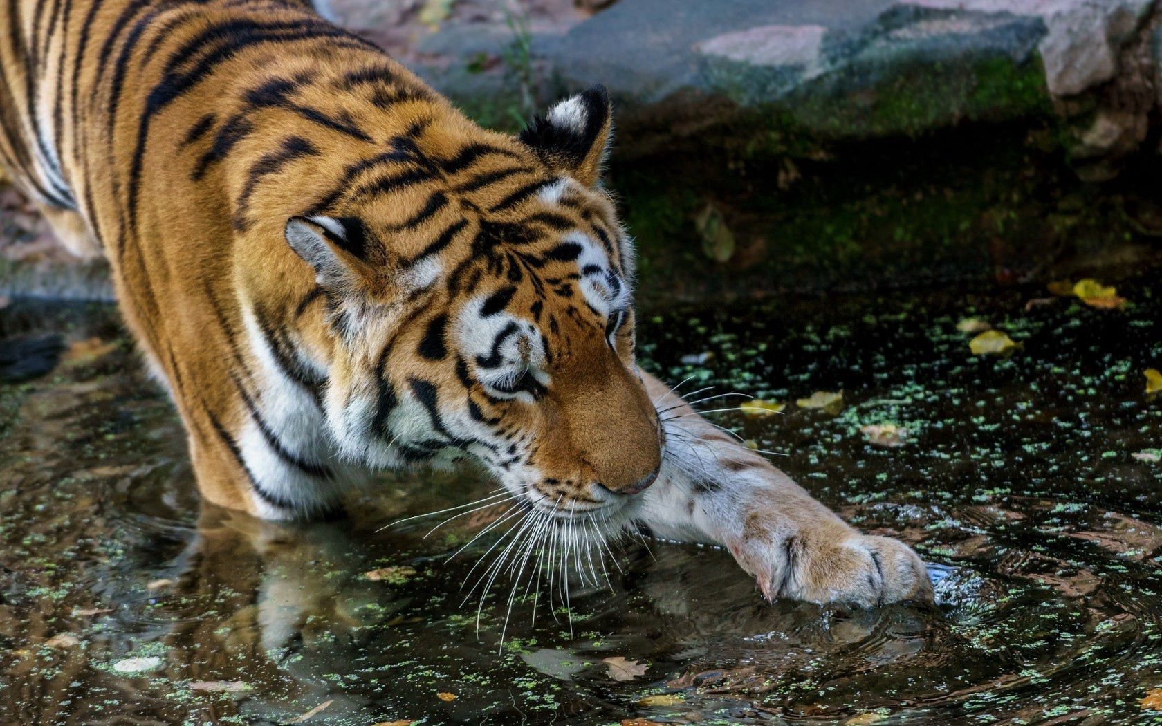Download mobile wallpaper Paw, Animals, Predator, Water, Tiger for free.