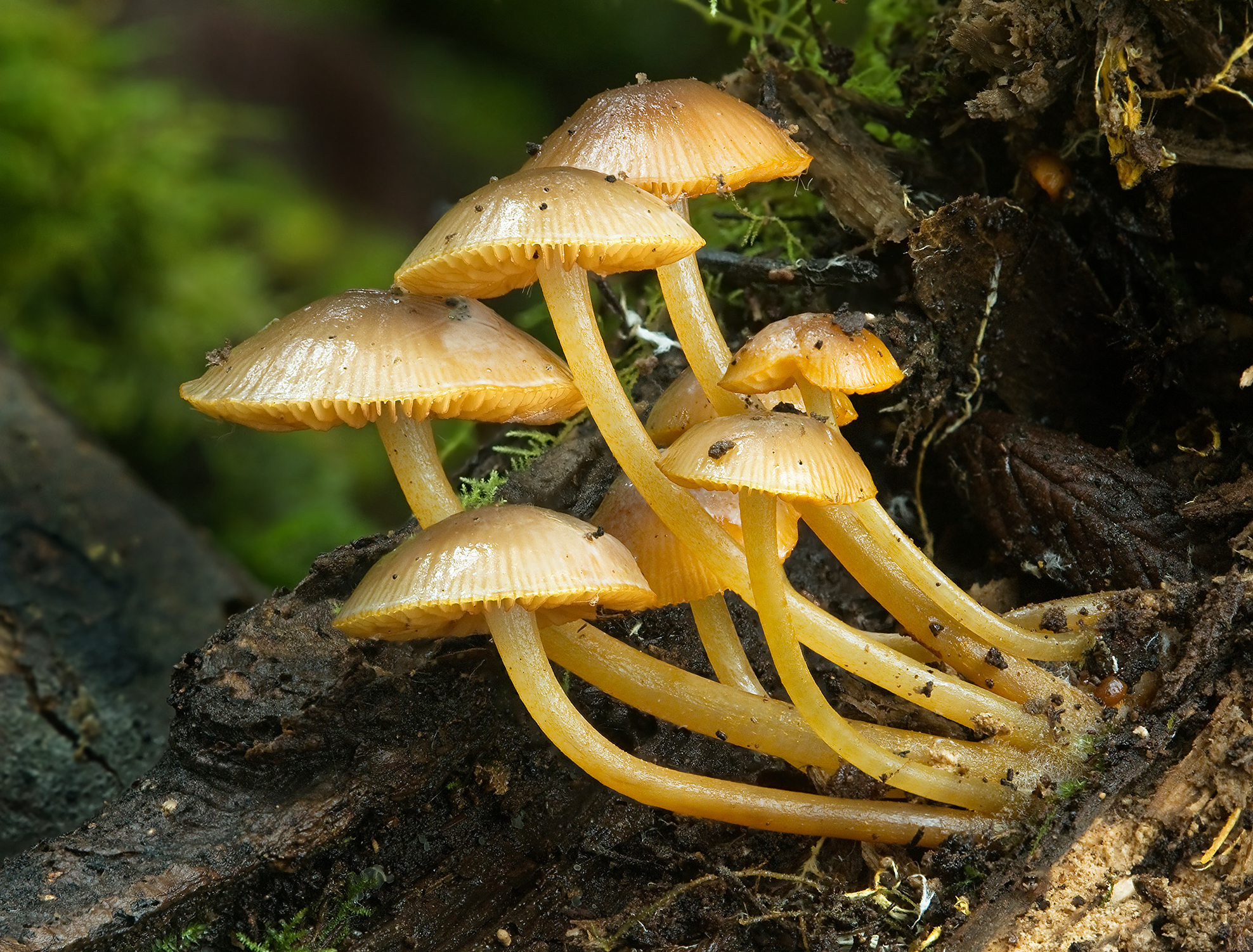 Téléchargez des papiers peints mobile Champignon, Terre/nature gratuitement.