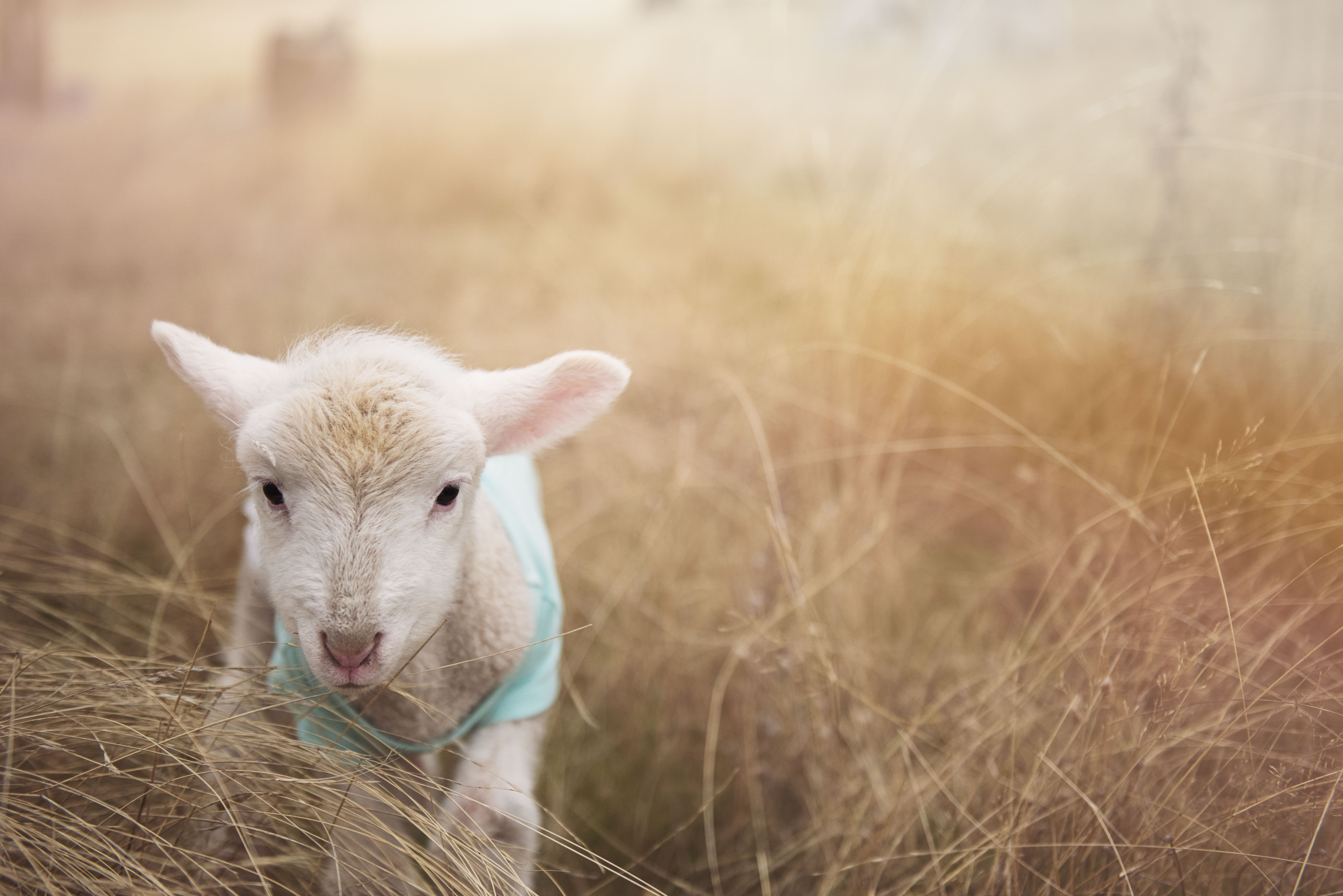 865306 descargar imagen animales, oveja, bebe animal, difuminado, de cerca, hierba, cordero: fondos de pantalla y protectores de pantalla gratis