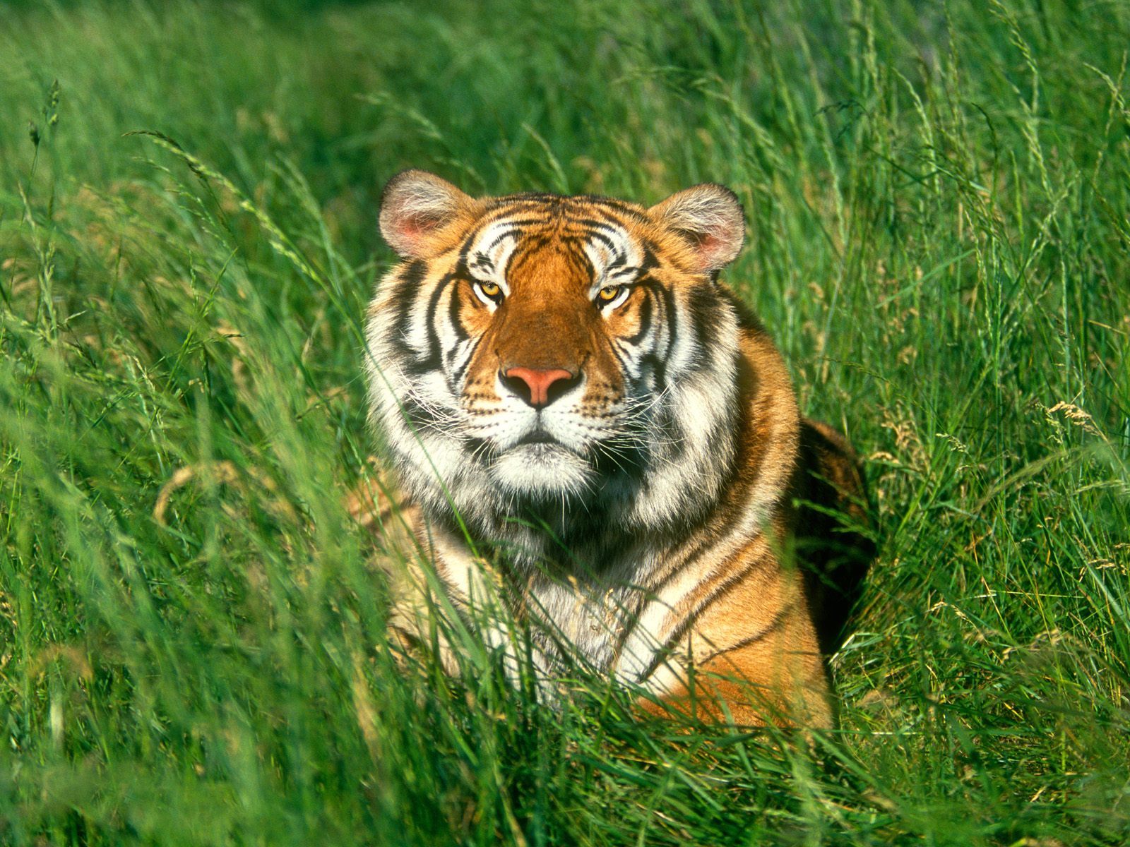 Download mobile wallpaper Grass, Animals, Tigers for free.
