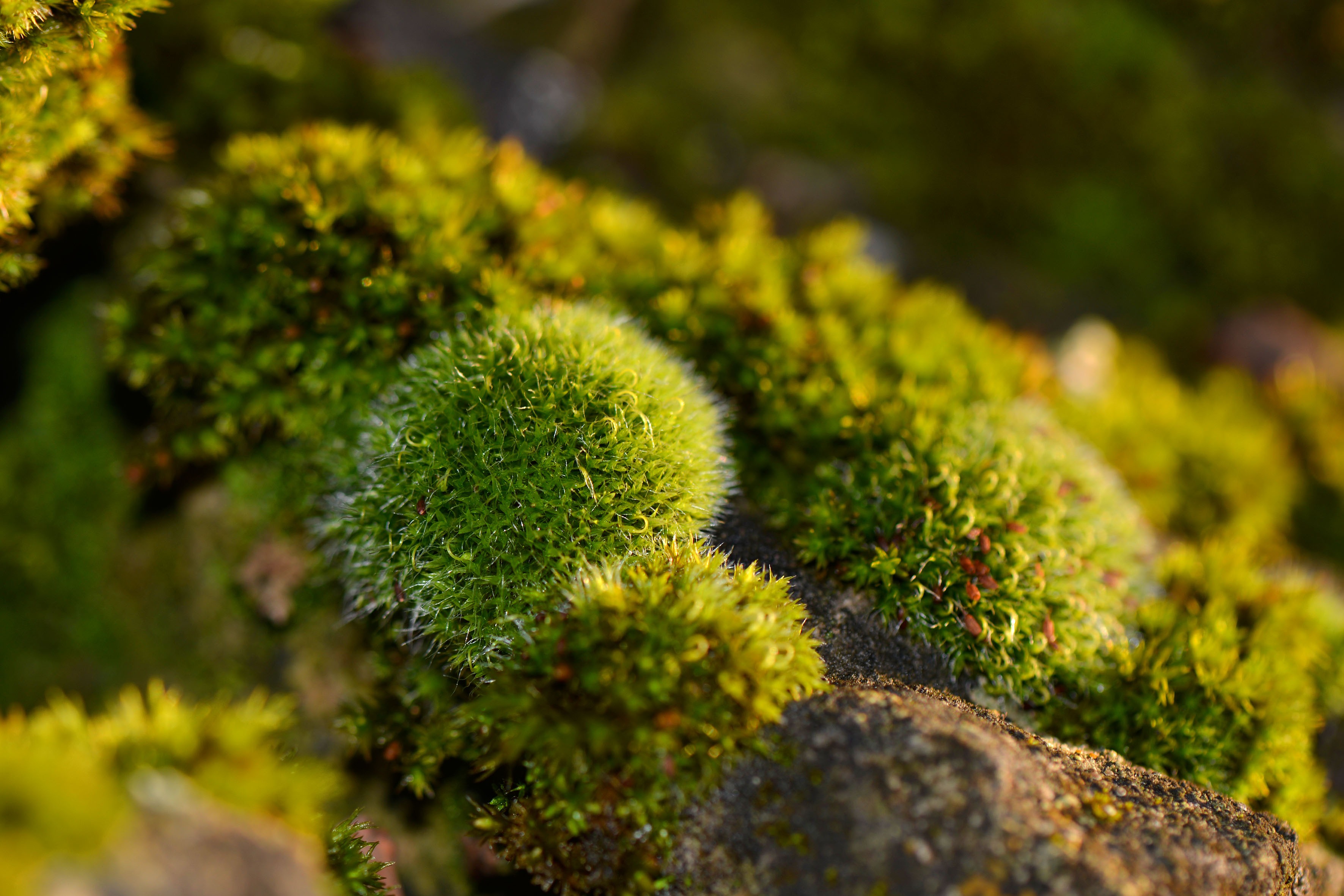 Free download wallpaper Nature, Macro, Earth, Moss on your PC desktop