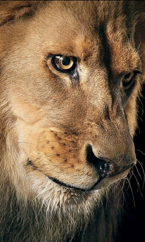 Download mobile wallpaper Lion, Cats, Animal for free.