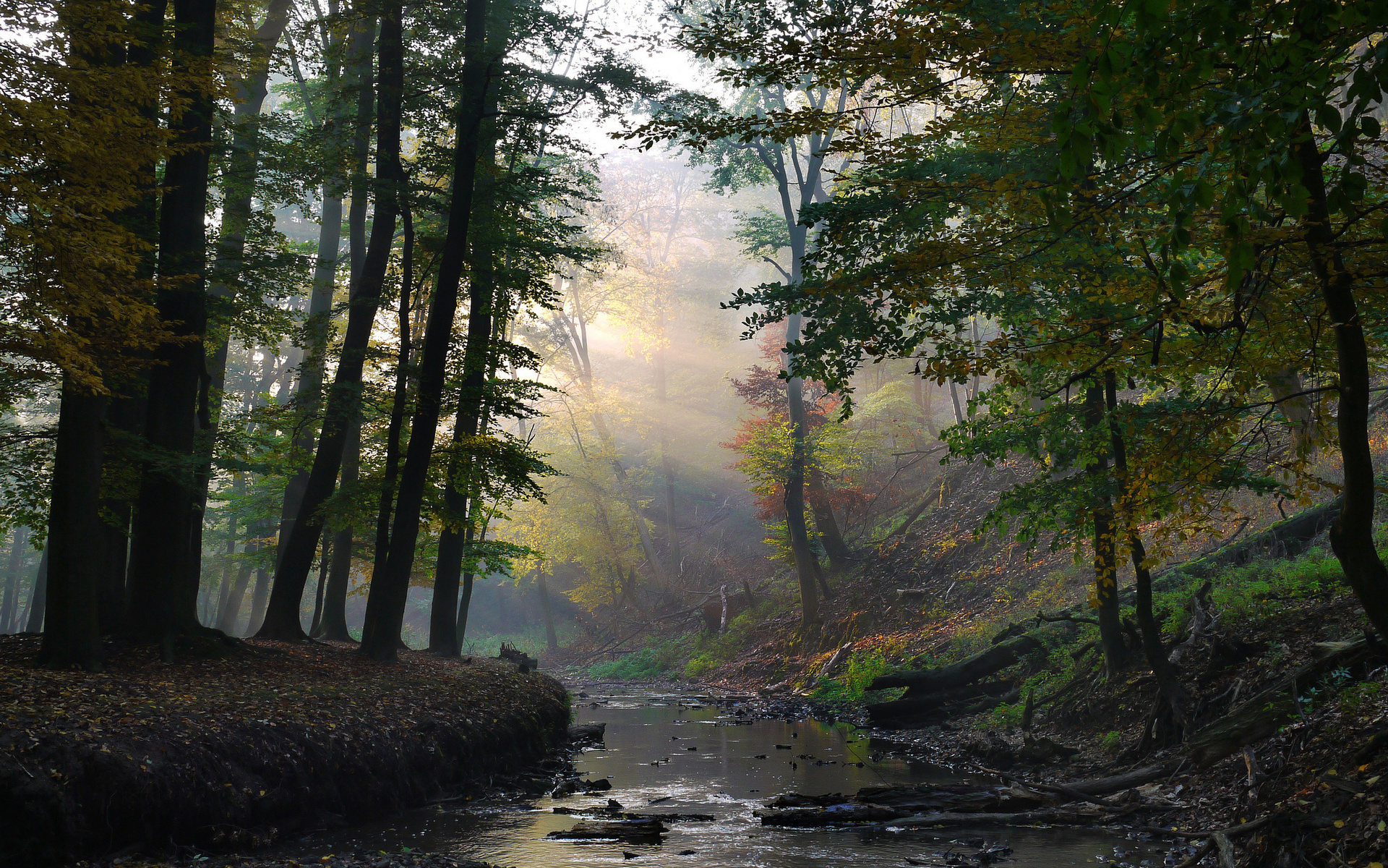 Handy-Wallpaper Wald, Erde/natur kostenlos herunterladen.