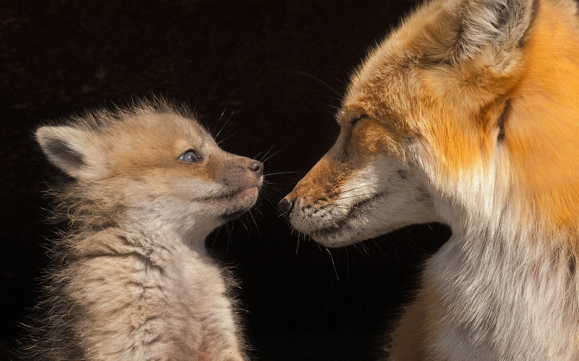 Téléchargez gratuitement l'image Animaux, Renard sur le bureau de votre PC