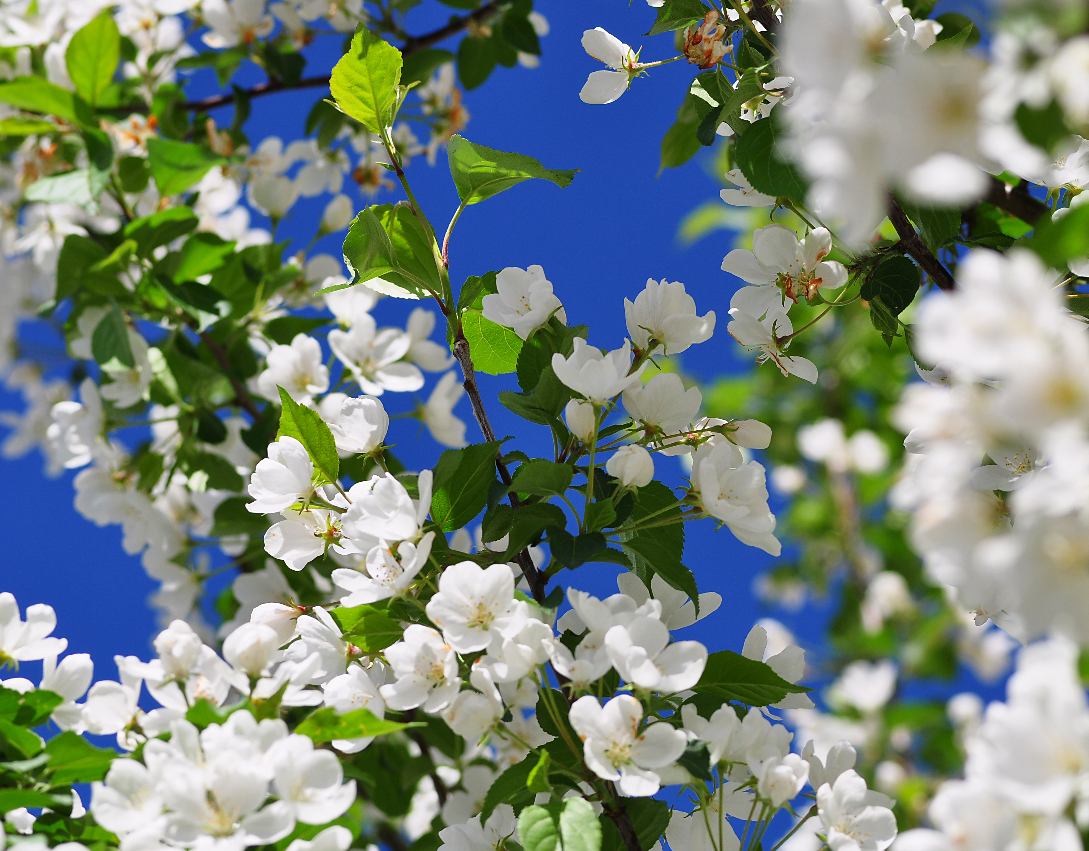 Téléchargez gratuitement l'image Floraison, Fleurs, Terre/nature sur le bureau de votre PC