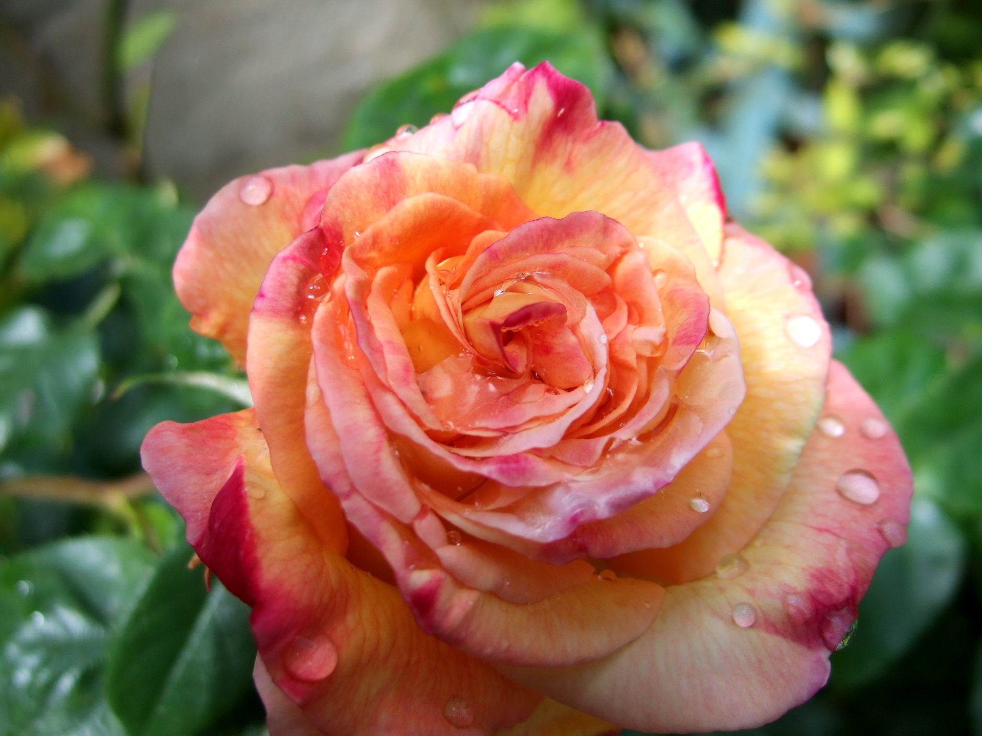 rose flower, drops, flower, macro, rose, bud, close up, freshness HD wallpaper