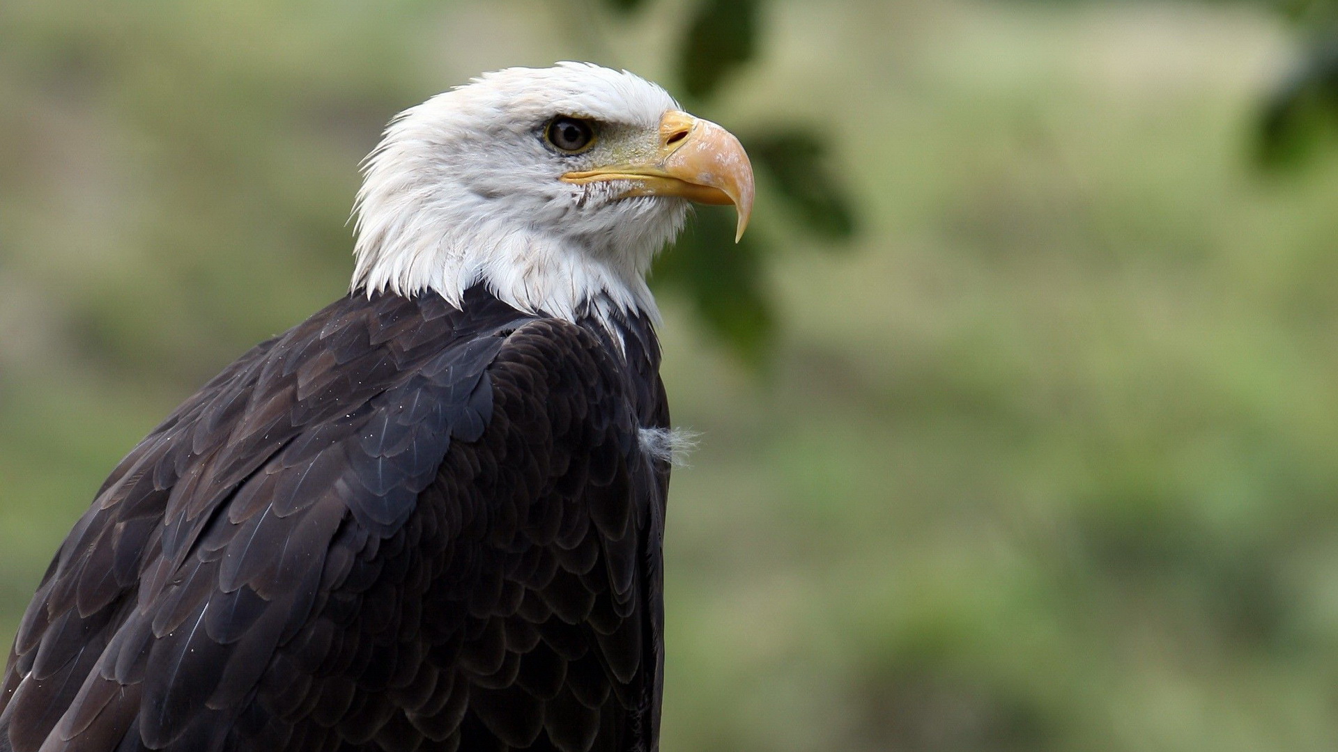 Baixe gratuitamente a imagem Animais, Aves, Águia De Cabeça Branca na área de trabalho do seu PC