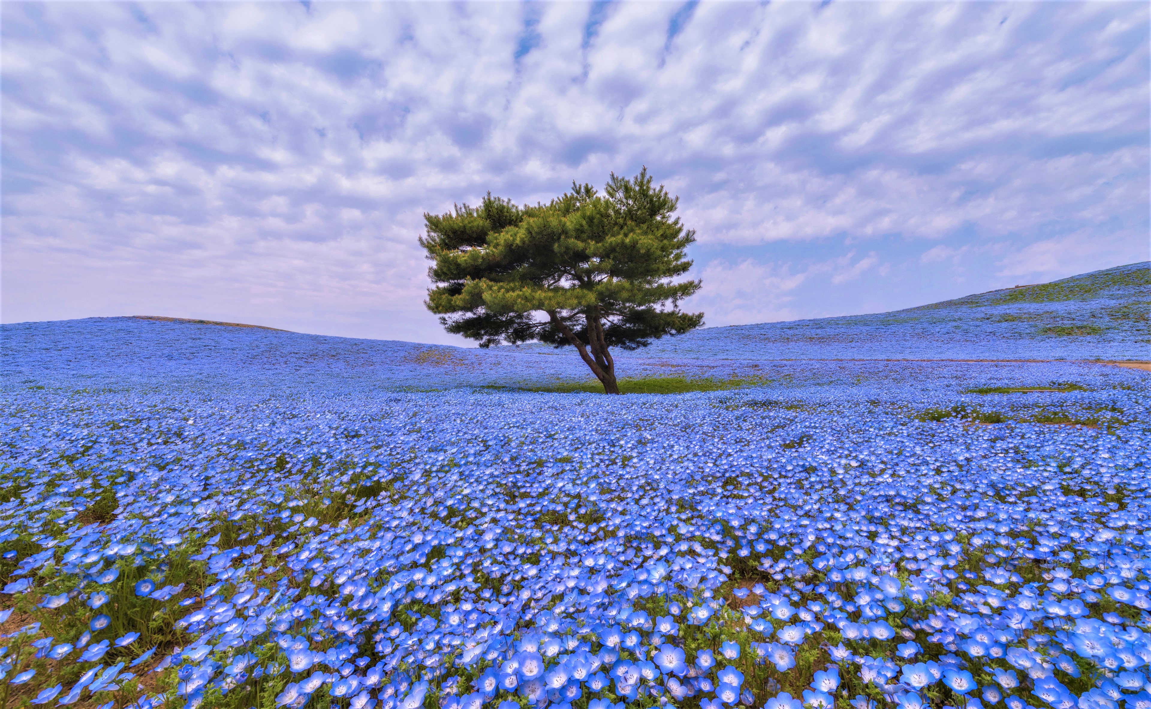 425479 скачать обои синий цветок, деревья, земля/природа, дерево, поле, цветок - заставки и картинки бесплатно
