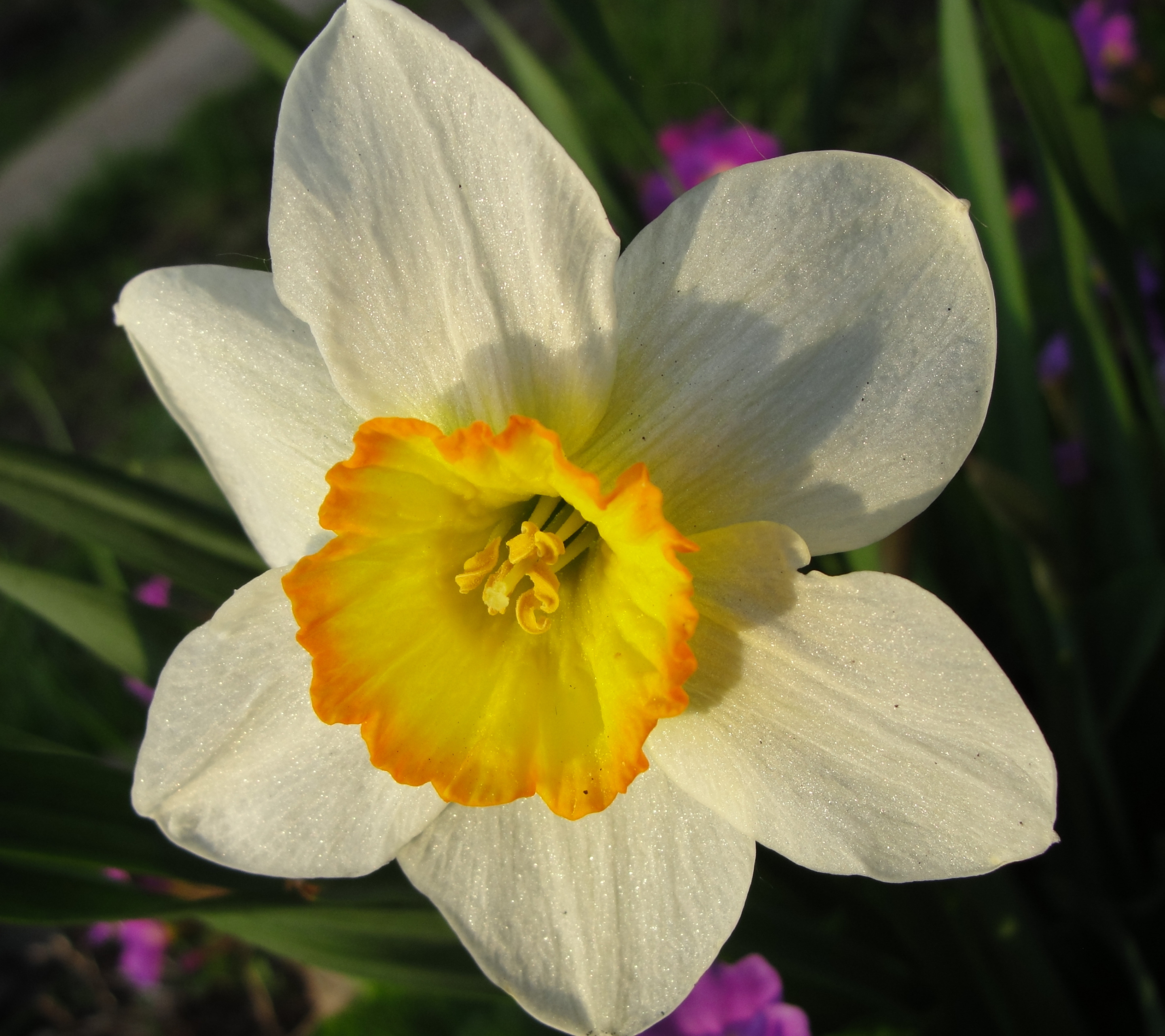 Baixe gratuitamente a imagem Flores, Flor, Terra/natureza, Narcissus na área de trabalho do seu PC