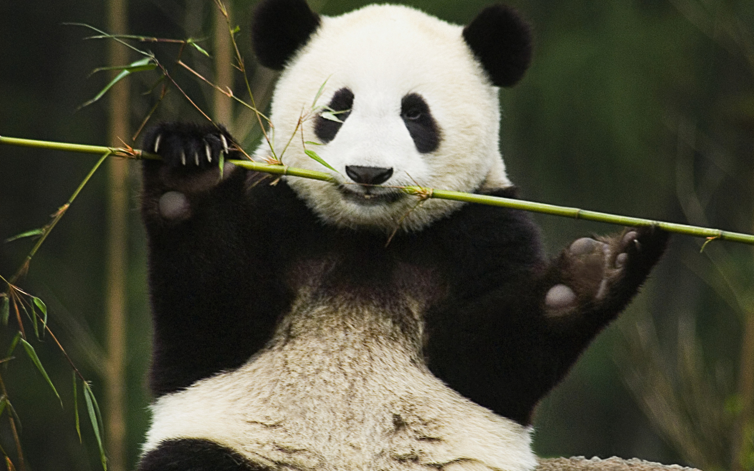 Free download wallpaper Animal, Panda on your PC desktop