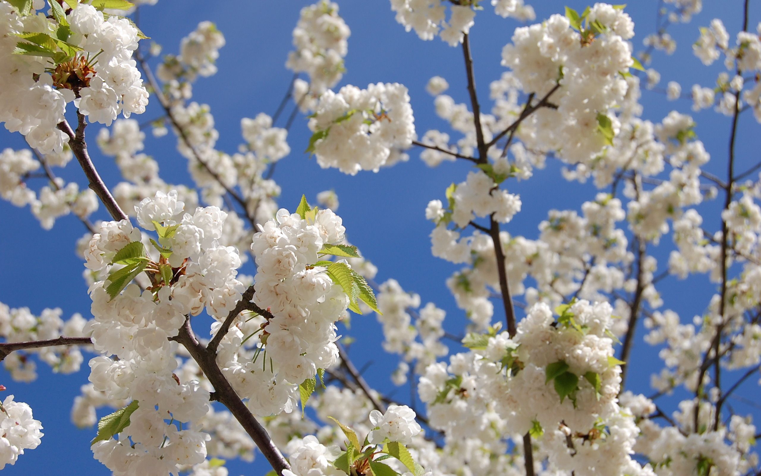 Скачати мобільні шпалери Небо, Листя, Білосніжна, Хрусткий Білий, Весна, Цвітіння, Квіти безкоштовно.