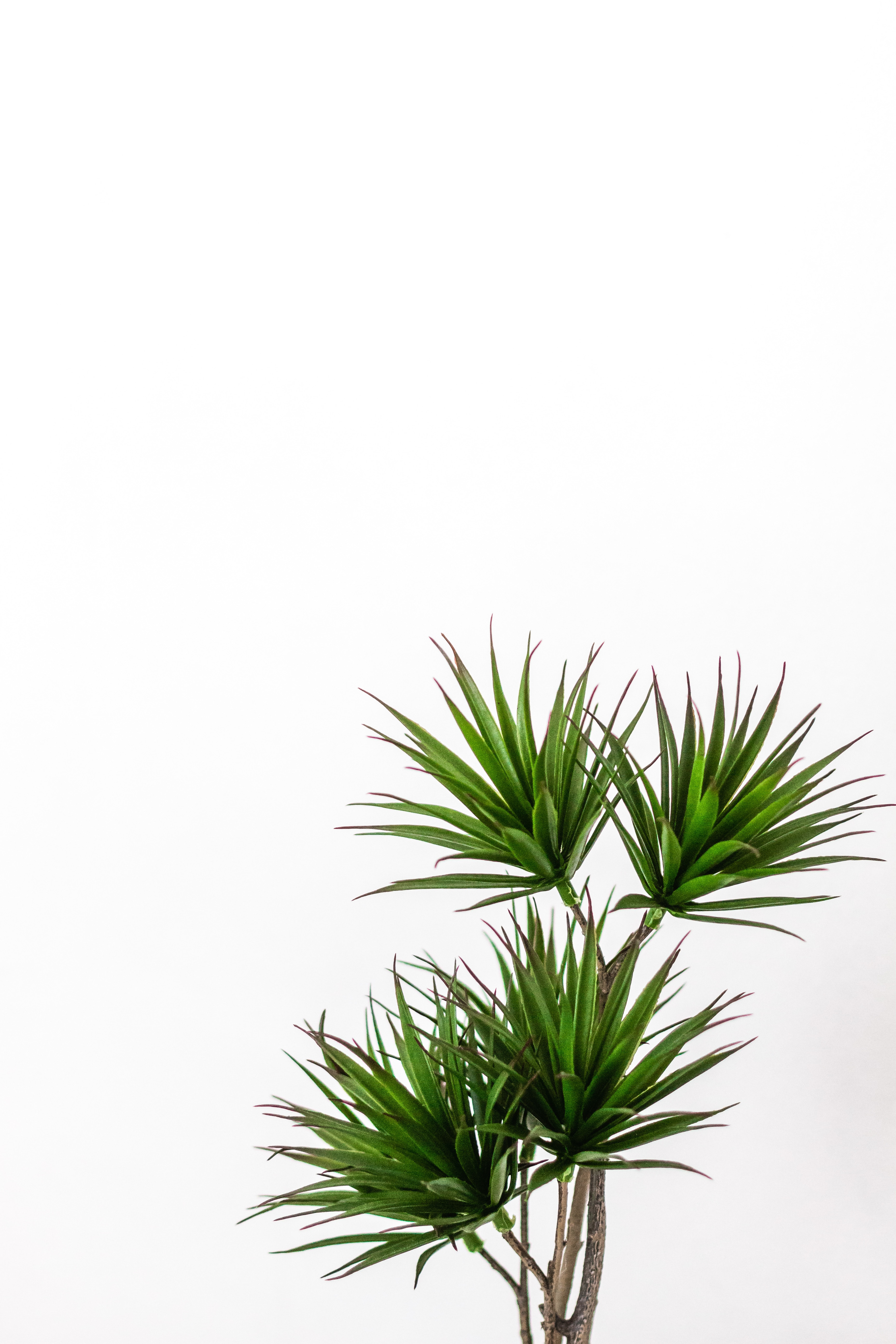57083 скачать картинку минимализм, растение, пальма, зеленый, декоративный - обои и заставки бесплатно
