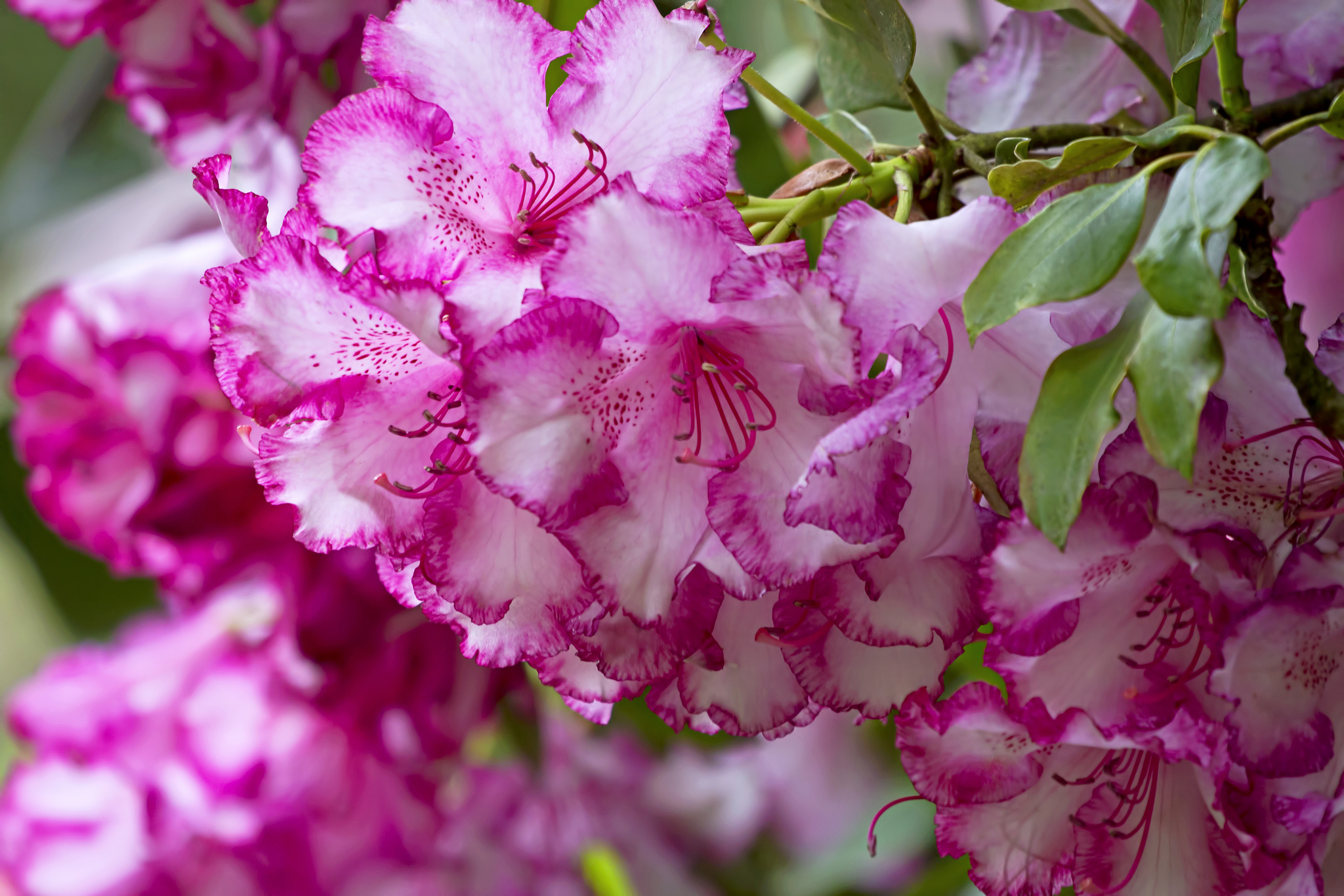 Baixe gratuitamente a imagem Flores, Floração, Terra/natureza na área de trabalho do seu PC