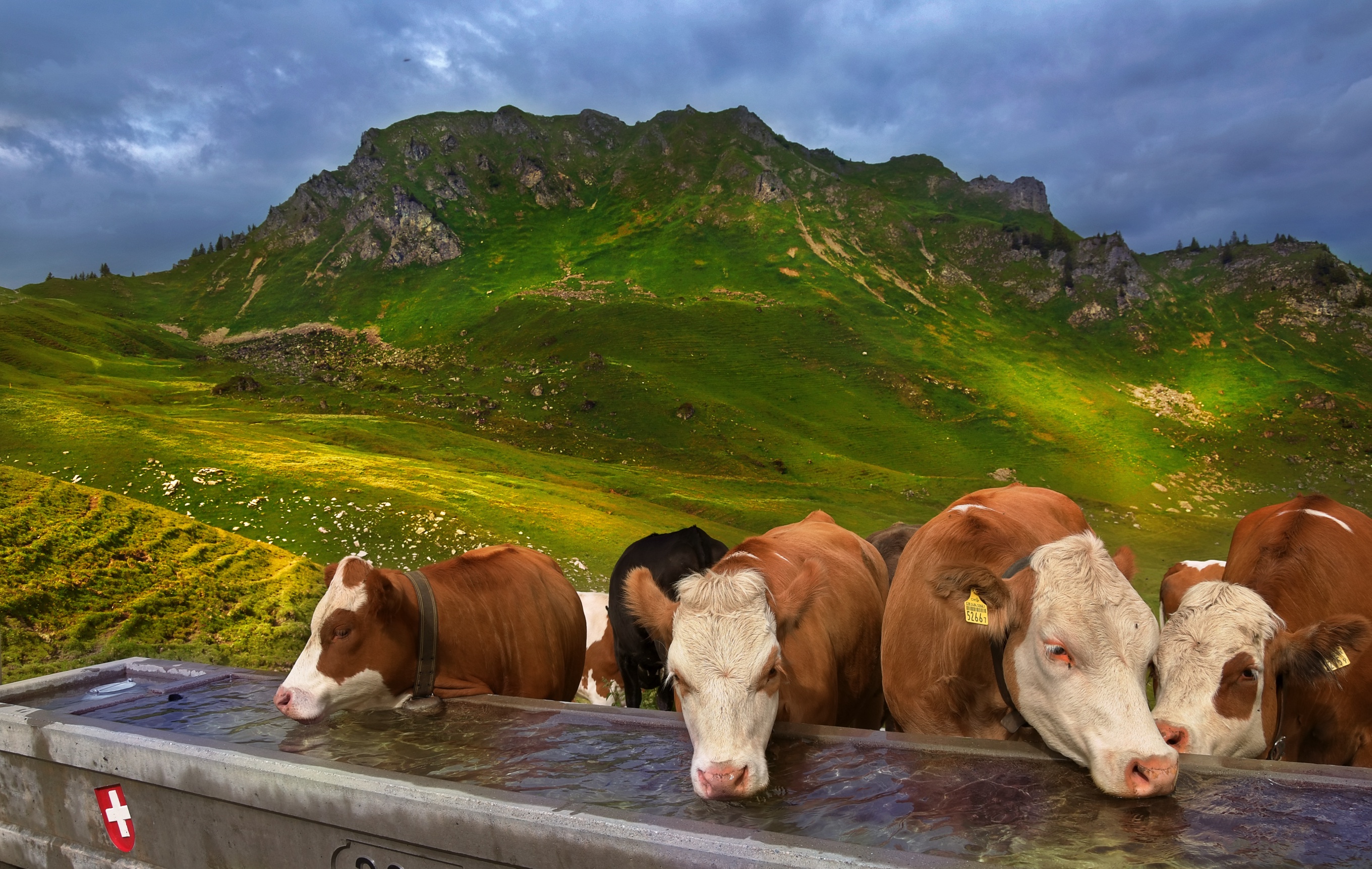 991395壁紙のダウンロード動物, 牛, 群れ, 山-スクリーンセーバーと写真を無料で