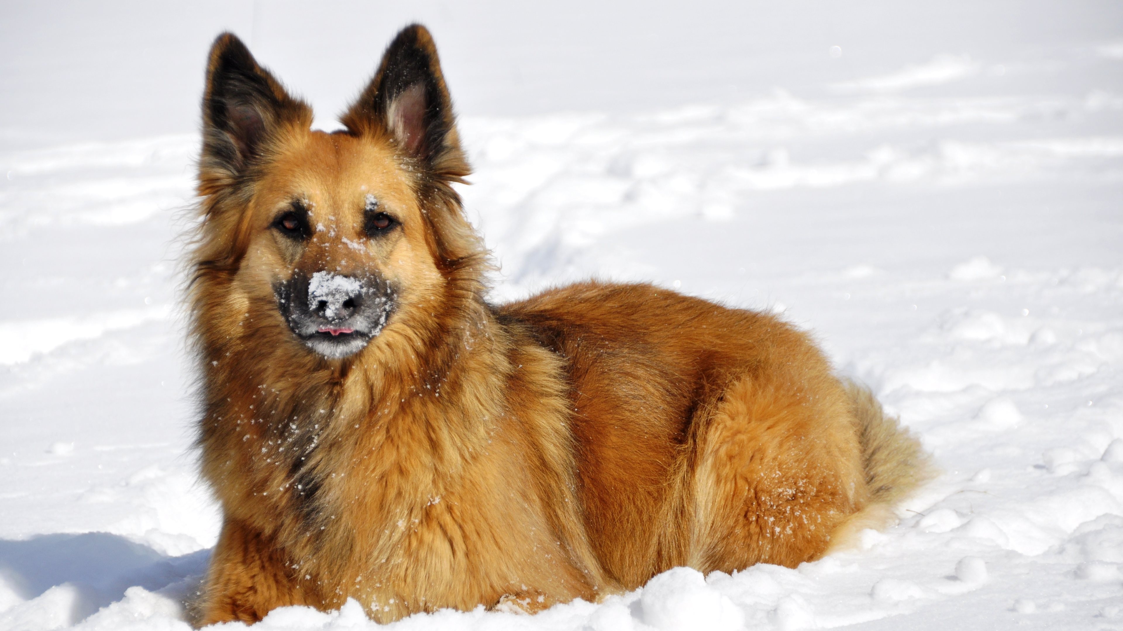 Handy-Wallpaper Tiere, Winter, Hunde, Schnee, Hund, Schäferhund kostenlos herunterladen.