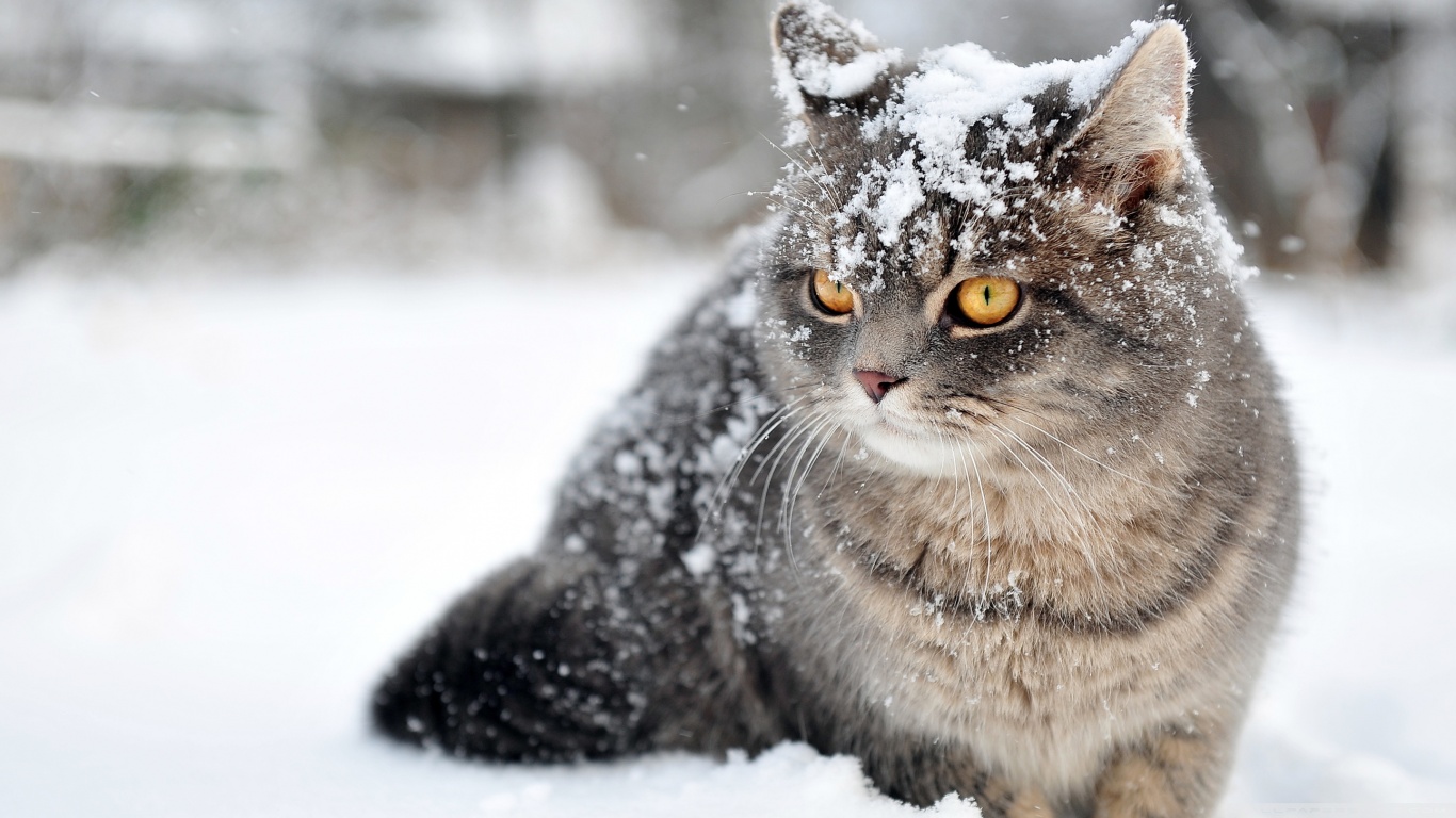 Descarga gratuita de fondo de pantalla para móvil de Animales, Gato.