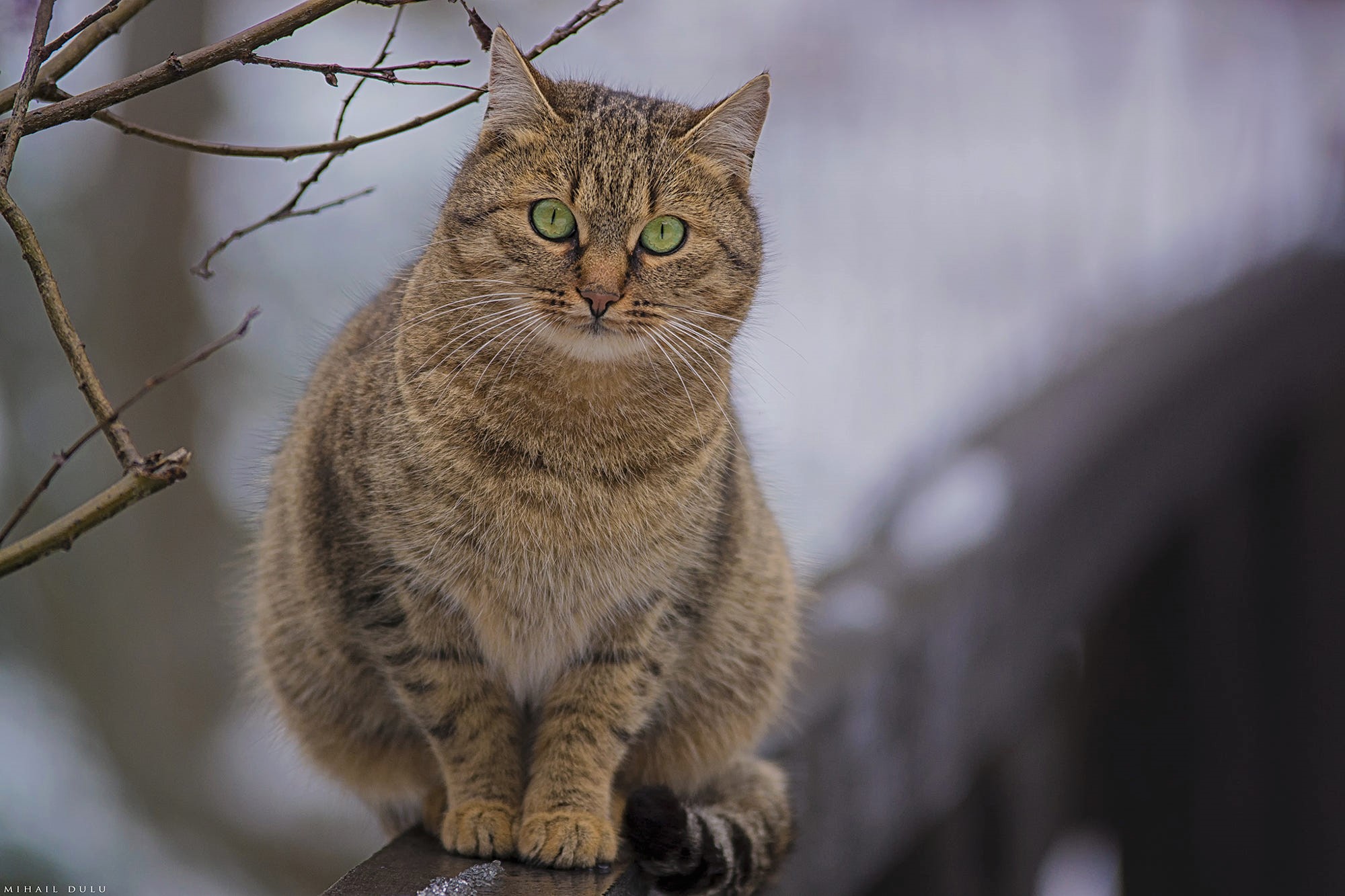 Handy-Wallpaper Tiere, Katzen, Katze, Grüne Augen kostenlos herunterladen.