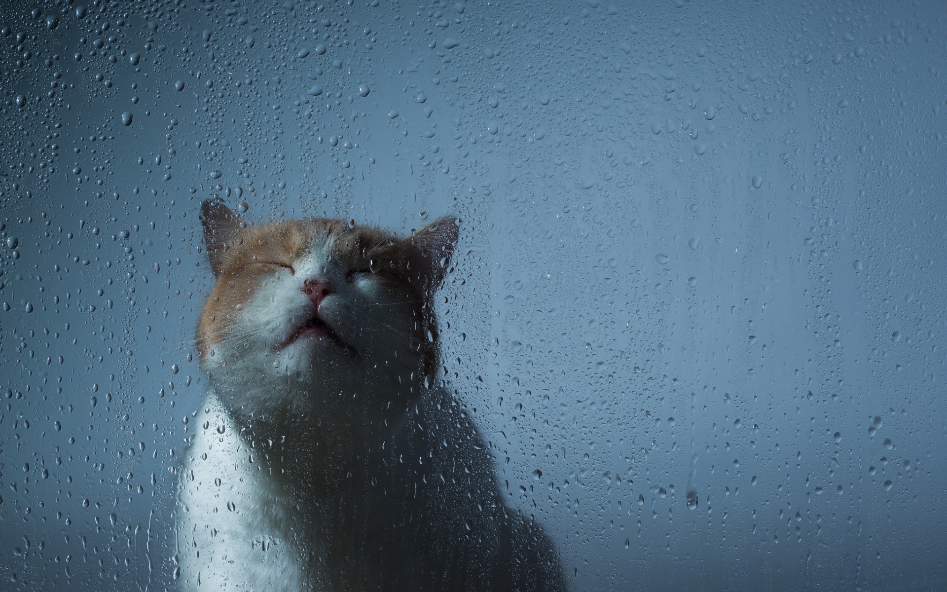 Download mobile wallpaper Window, Water Drop, Cat, Cats, Animal, Rain for free.