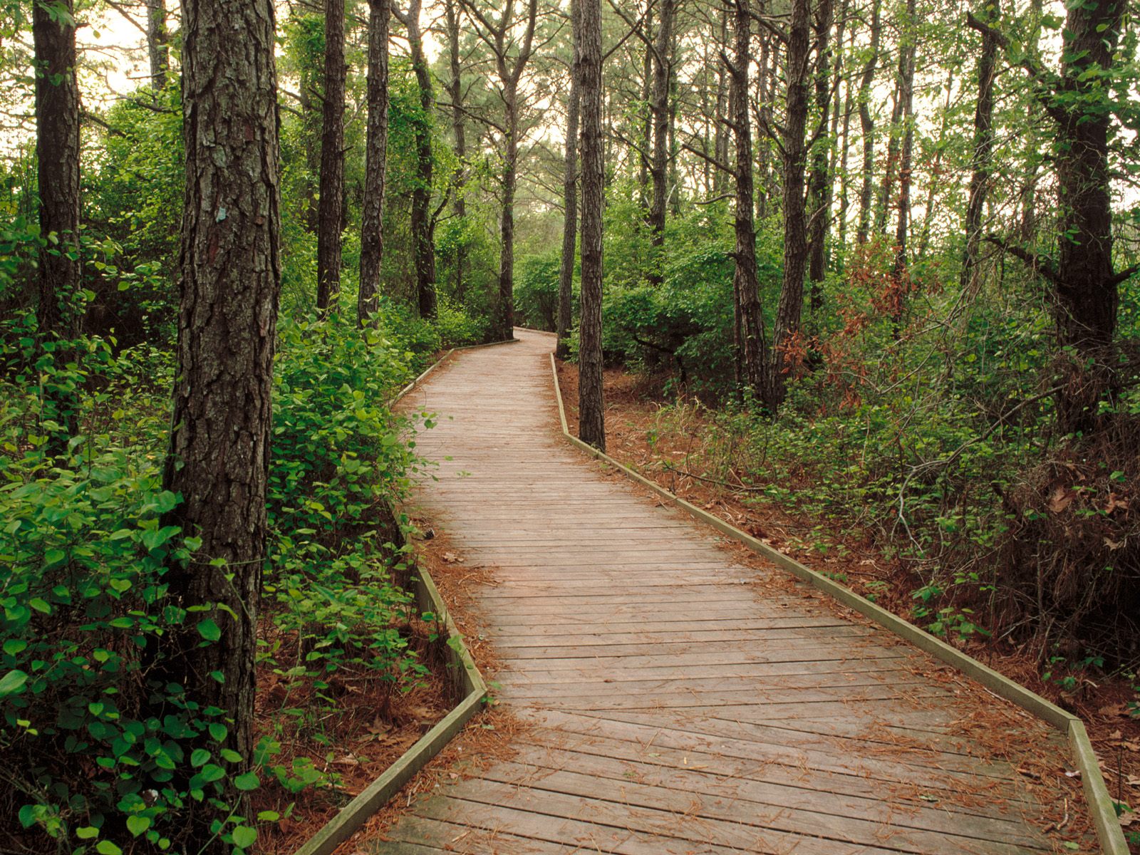 man made, boardwalk, forest, path