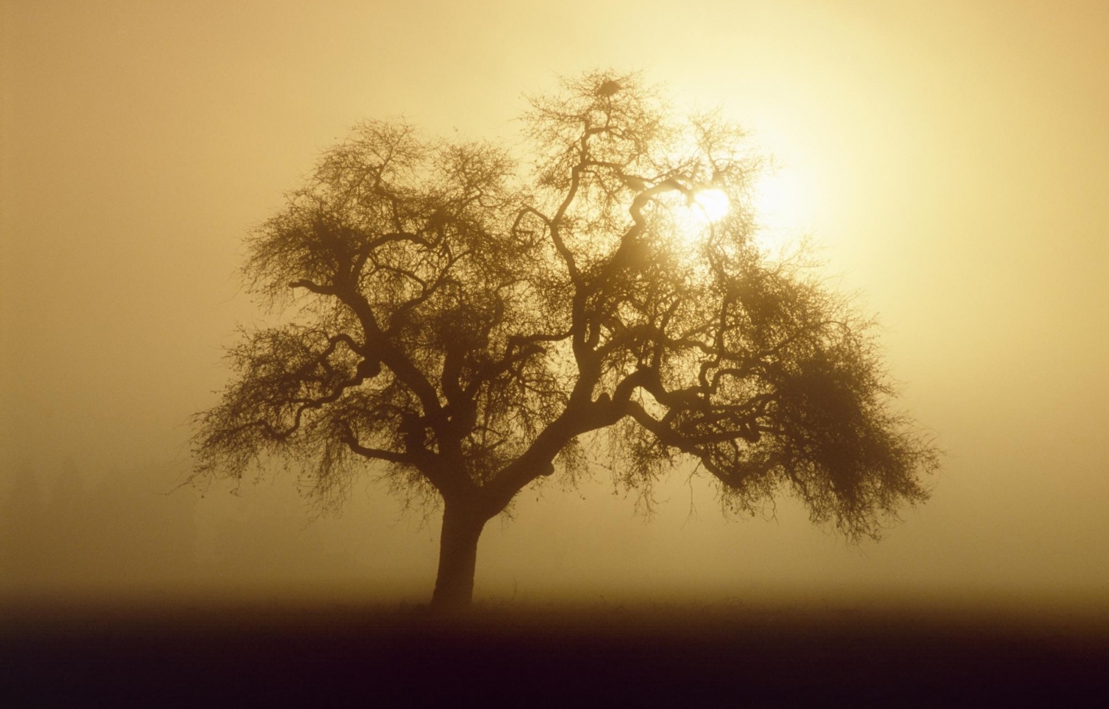Laden Sie das Bäume, Sun, Landschaft-Bild kostenlos auf Ihren PC-Desktop herunter