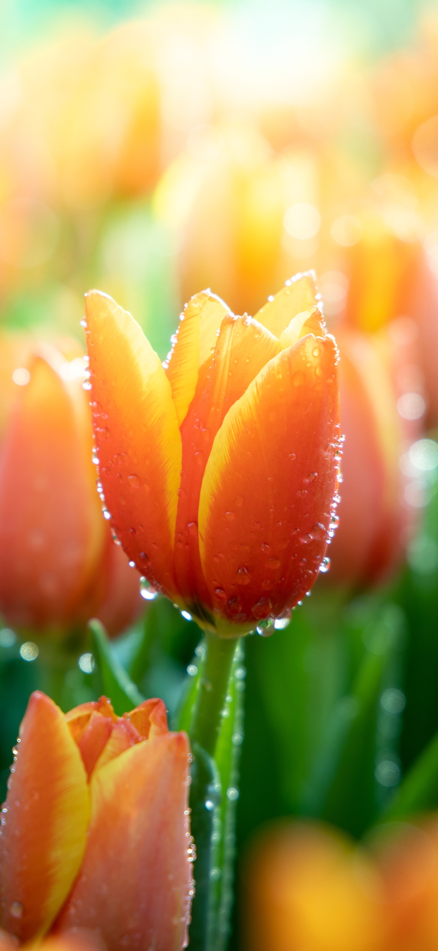Free download wallpaper Nature, Flowers, Macro, Earth, Tulip, Orange Flower on your PC desktop