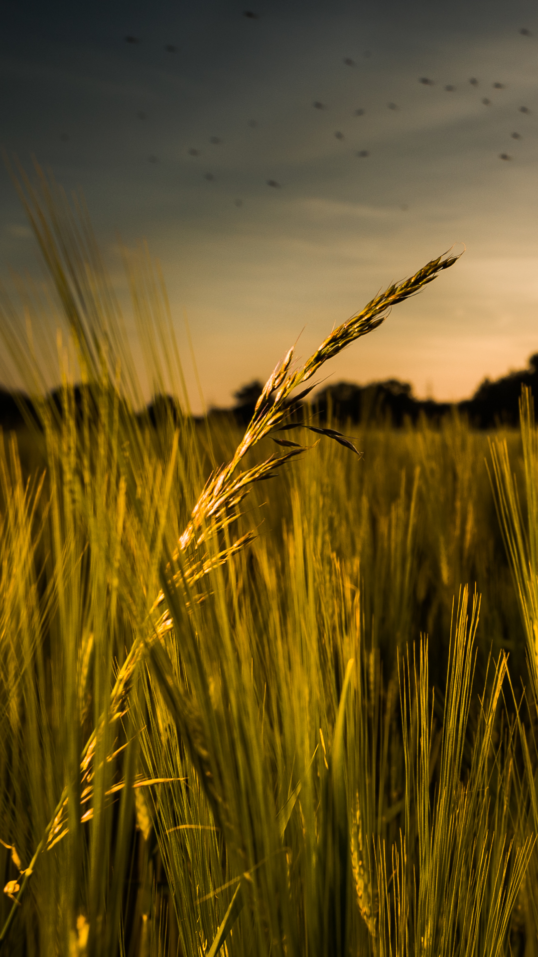 Handy-Wallpaper Sommer, Weizen, Sonnenaufgang, Feld, Erde/natur, Aufstellen kostenlos herunterladen.