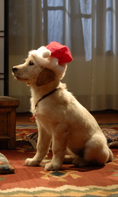 Handy-Wallpaper Feiertage, Weihnachten, Hund, Labrador Retriever, Bonsai, Weihnachtsmütze, Weihnachtsmann Freunde kostenlos herunterladen.