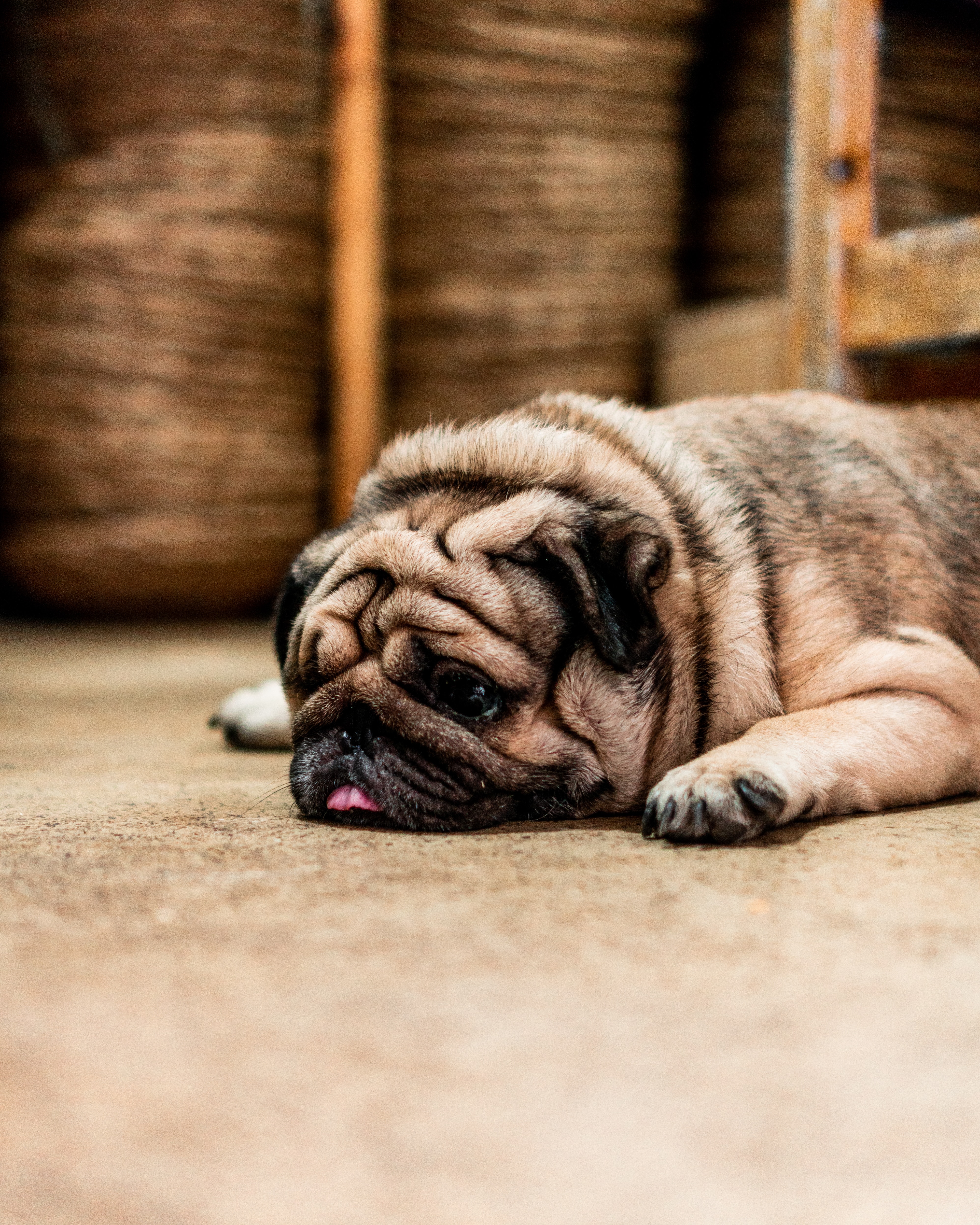 pug, animals, dog, pet, sadness, protruding tongue, tongue stuck out, sorrow wallpaper for mobile