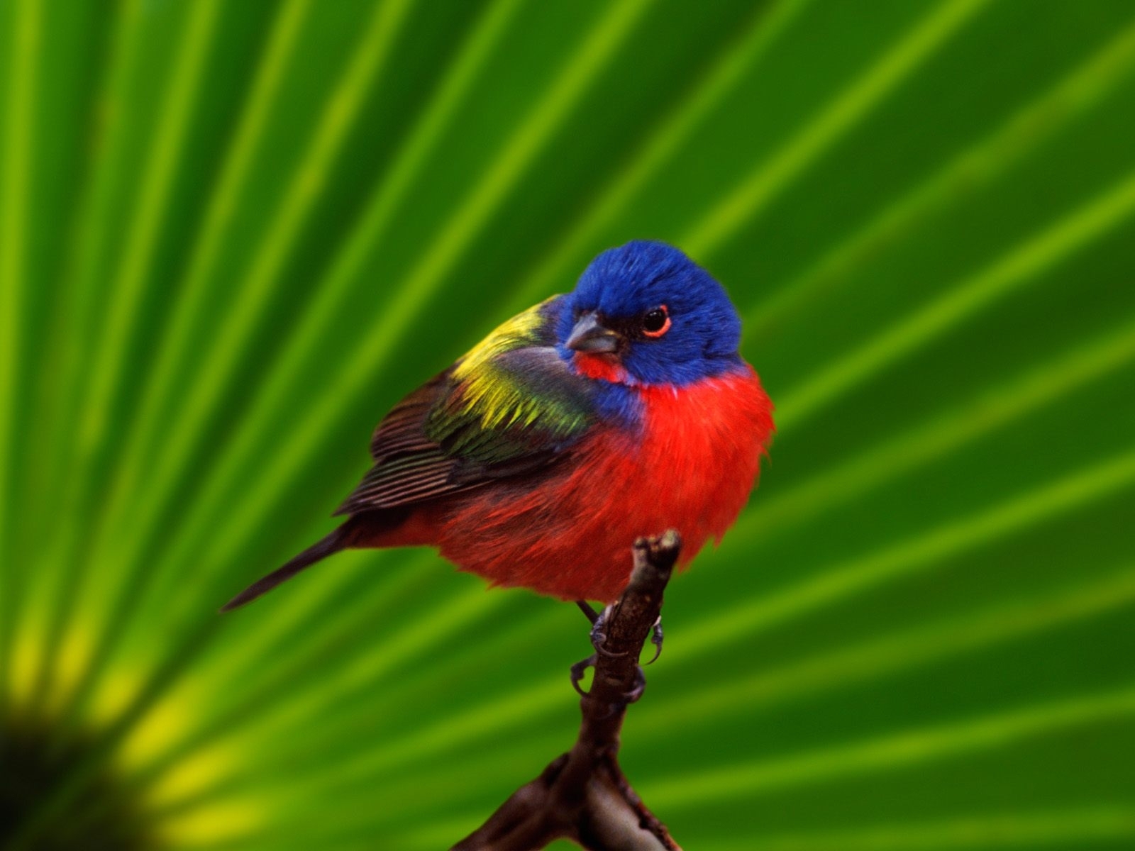 Descarga gratuita de fondo de pantalla para móvil de Birds, Animales.