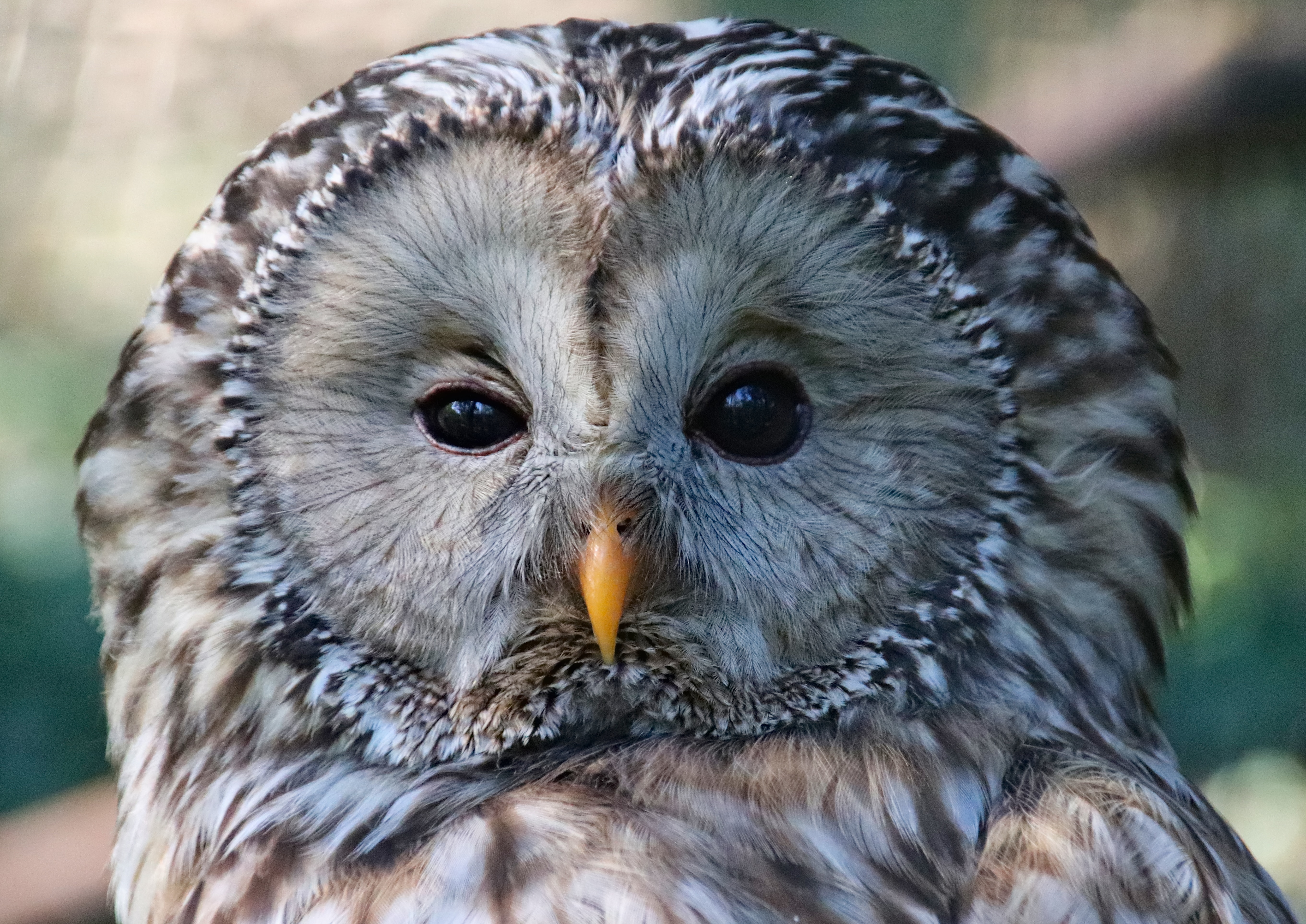 Download PC Wallpaper sight, owl, animals, bird, opinion, sleepy