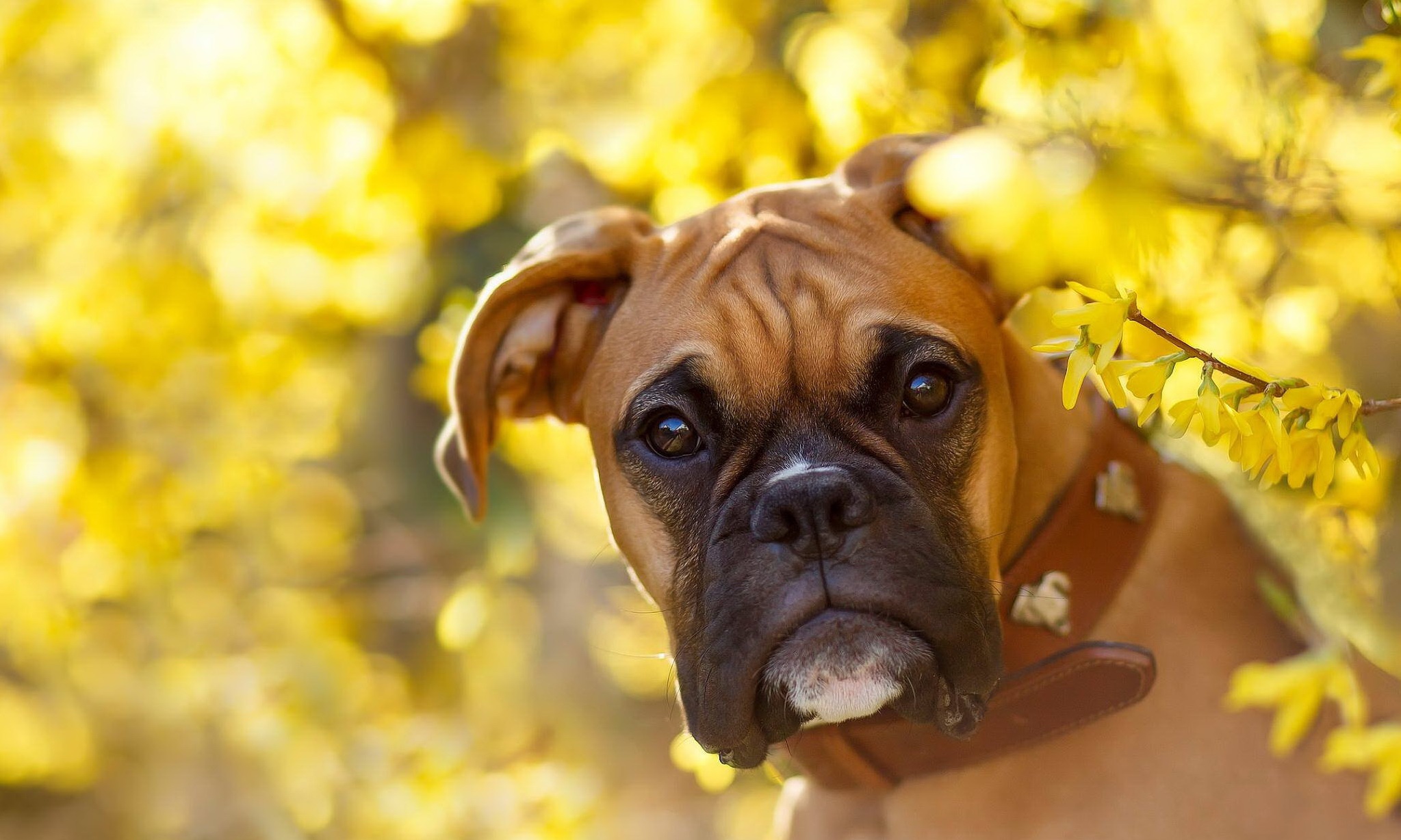 410837 скачать обои собака, боксер (собака), животные, боксер, боке, цветок, морда, желтый цветок, собаки - заставки и картинки бесплатно