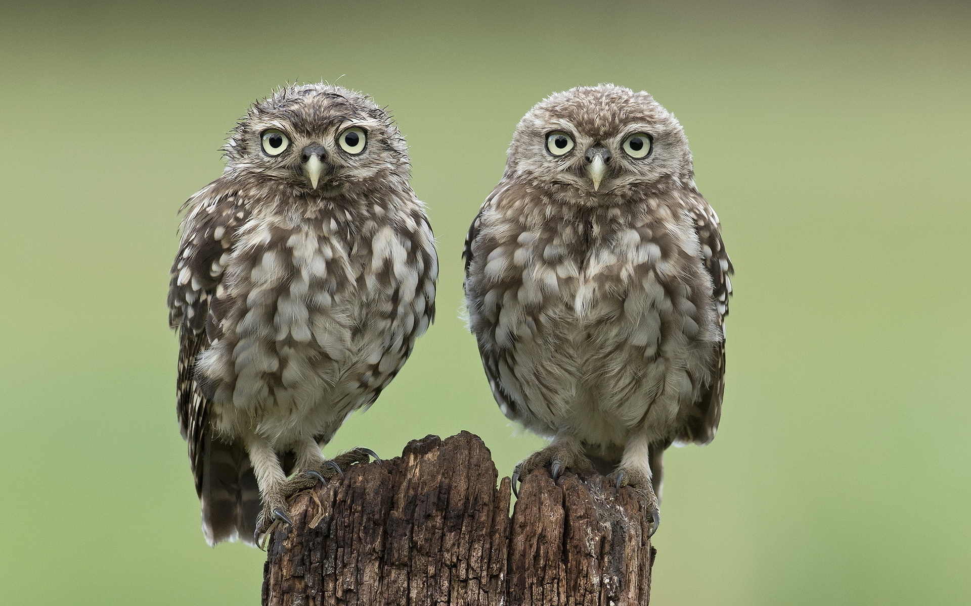 Download mobile wallpaper Birds, Owl, Animal for free.