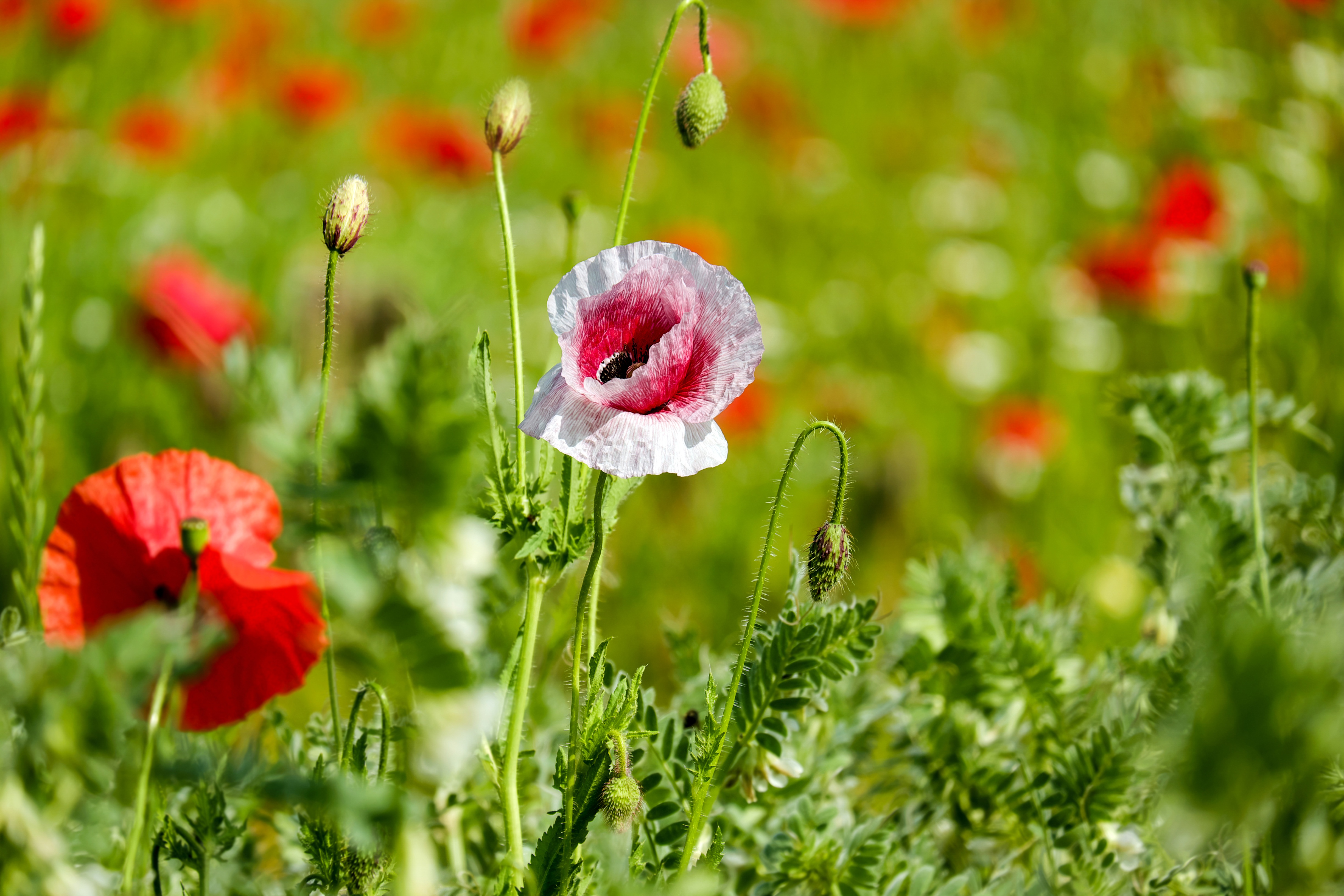 Descarga gratis la imagen Flores, Verano, Flor, De Cerca, Amapola, Flor Roja, Tierra/naturaleza en el escritorio de tu PC