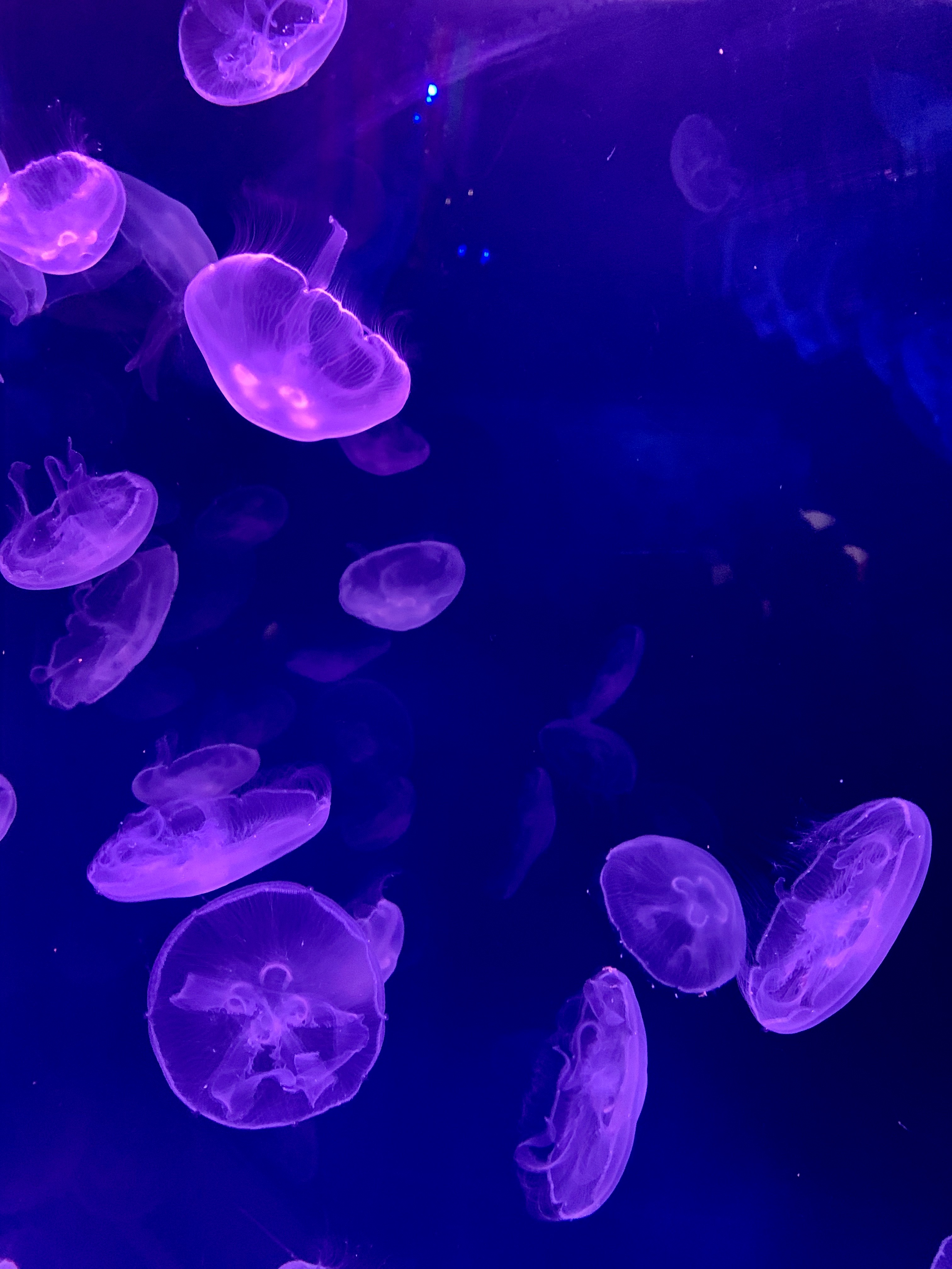 Download mobile wallpaper Submarine, Water, Glow, Dark, Jellyfish, Underwater for free.