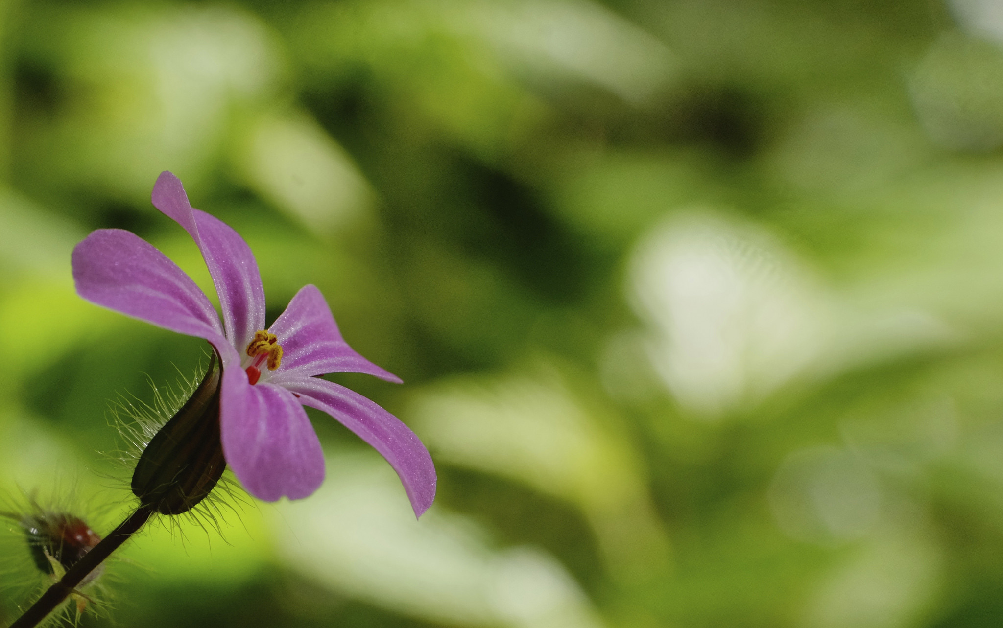 Download mobile wallpaper Nature, Flowers, Flower, Blur, Earth, Pink Flower for free.