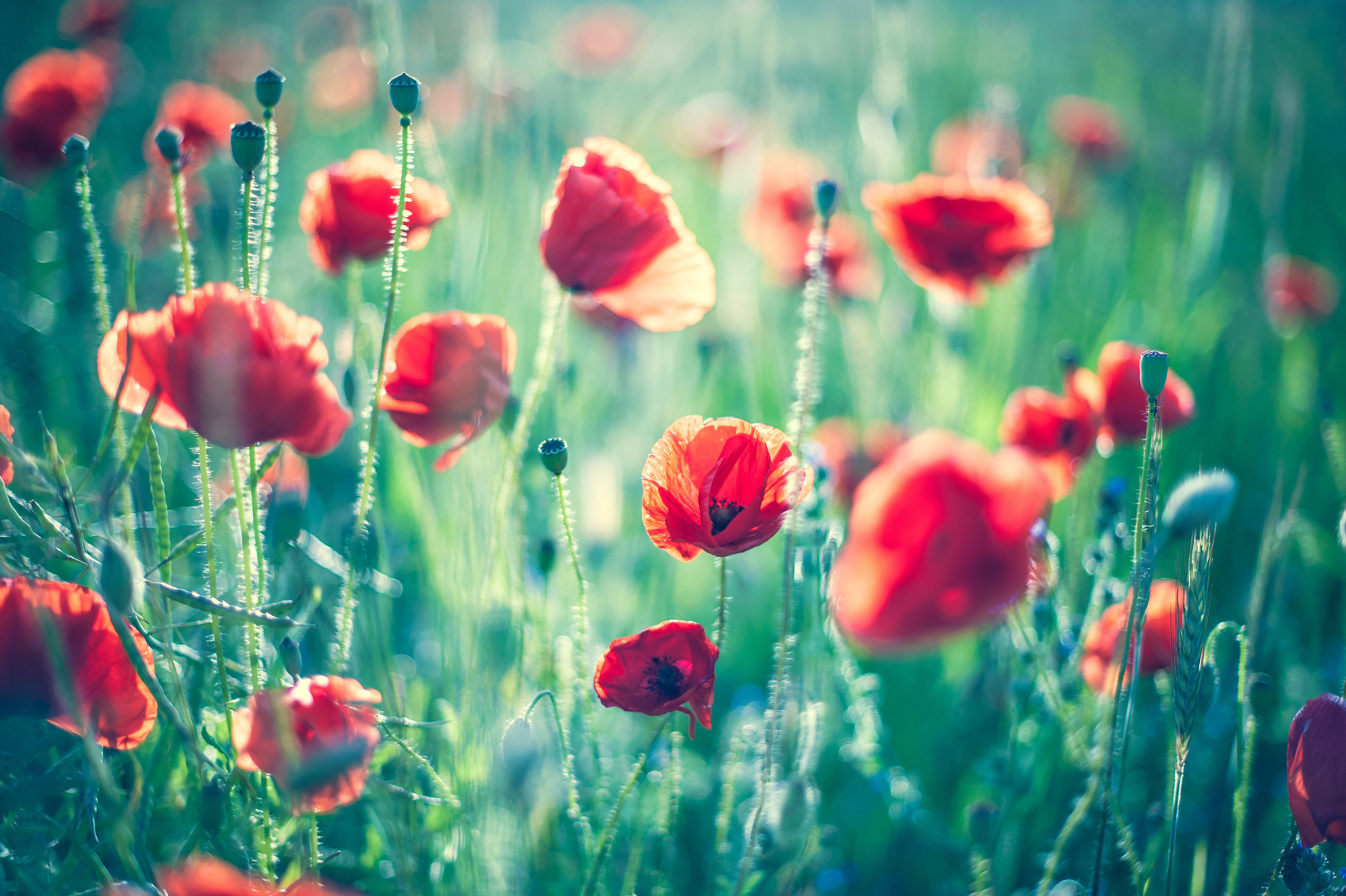 Free download wallpaper Flowers, Flower, Earth, Poppy on your PC desktop