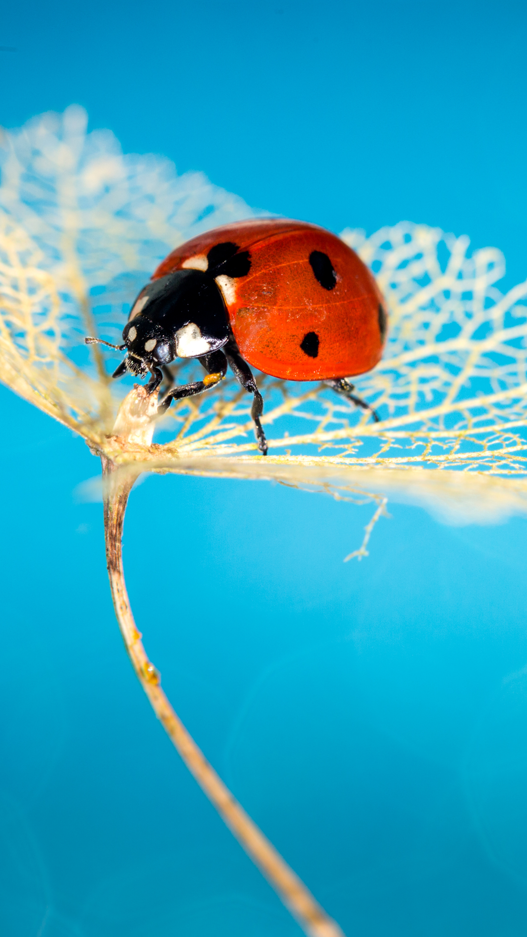 Download mobile wallpaper Plant, Macro, Insect, Animal, Ladybug for free.