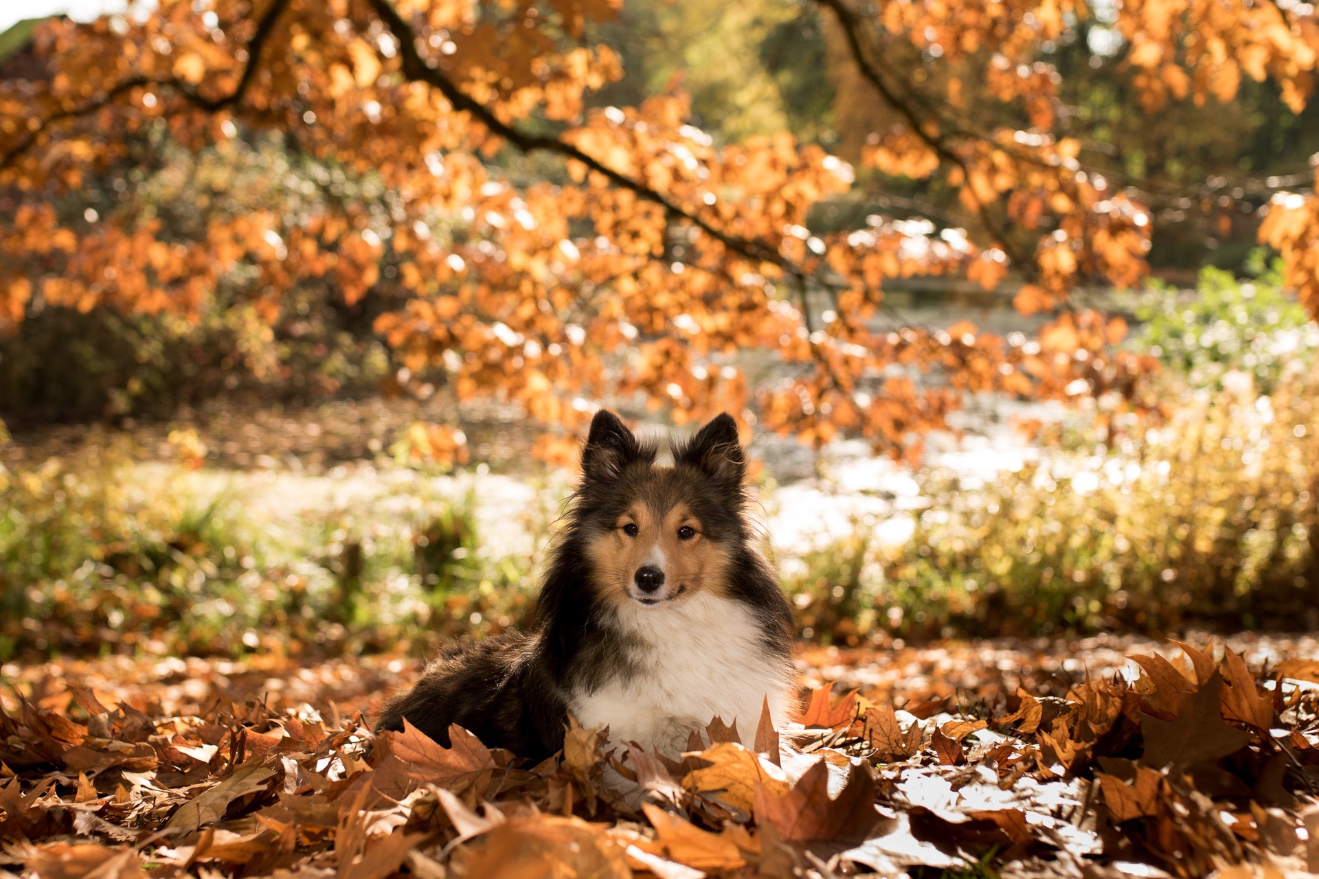 Скачать картинку Животные, Собаки, Осень, Собака, Листва, Шетландская Овчарка в телефон бесплатно.