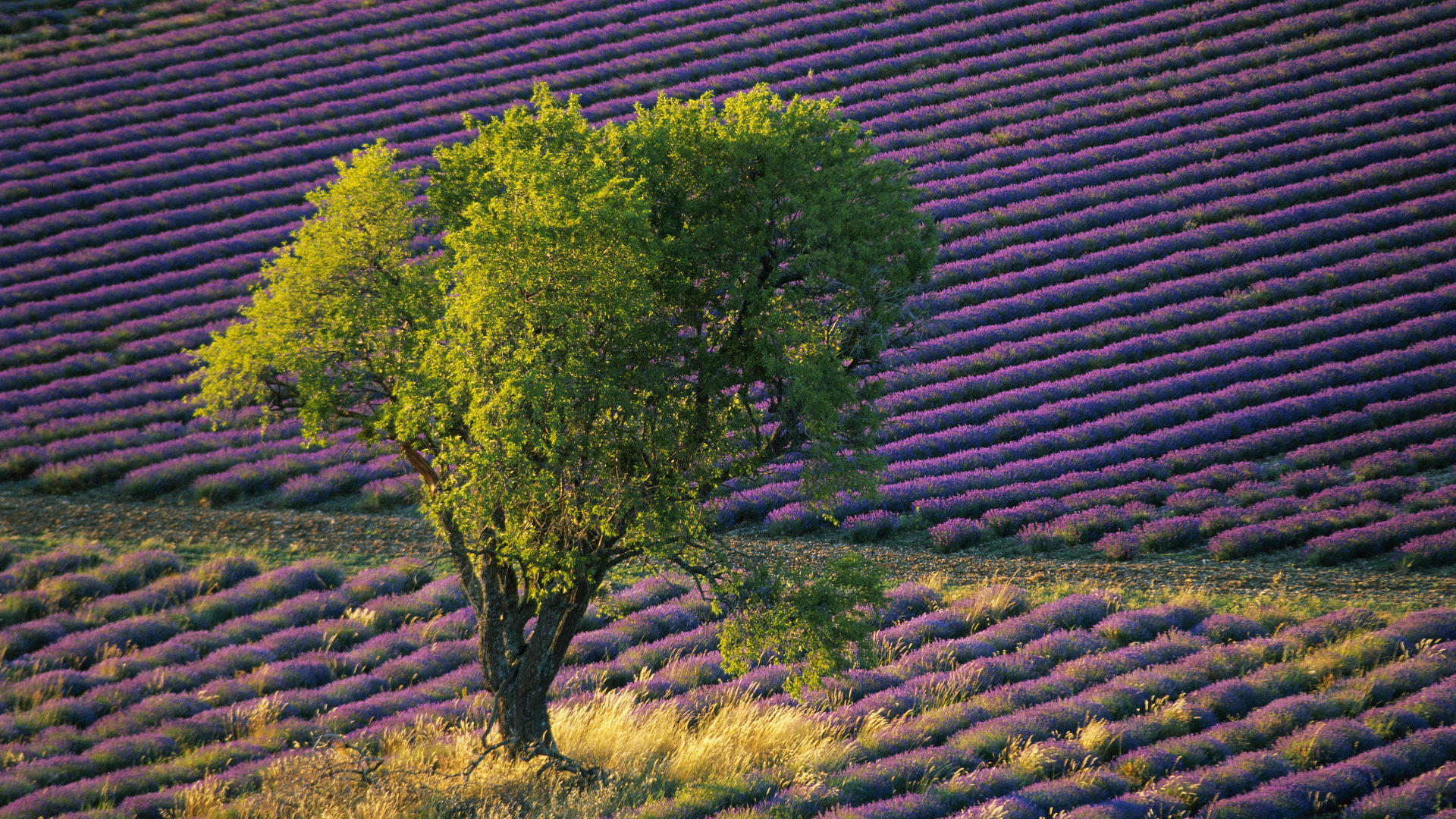 Descarga gratis la imagen Campo, Tierra/naturaleza en el escritorio de tu PC