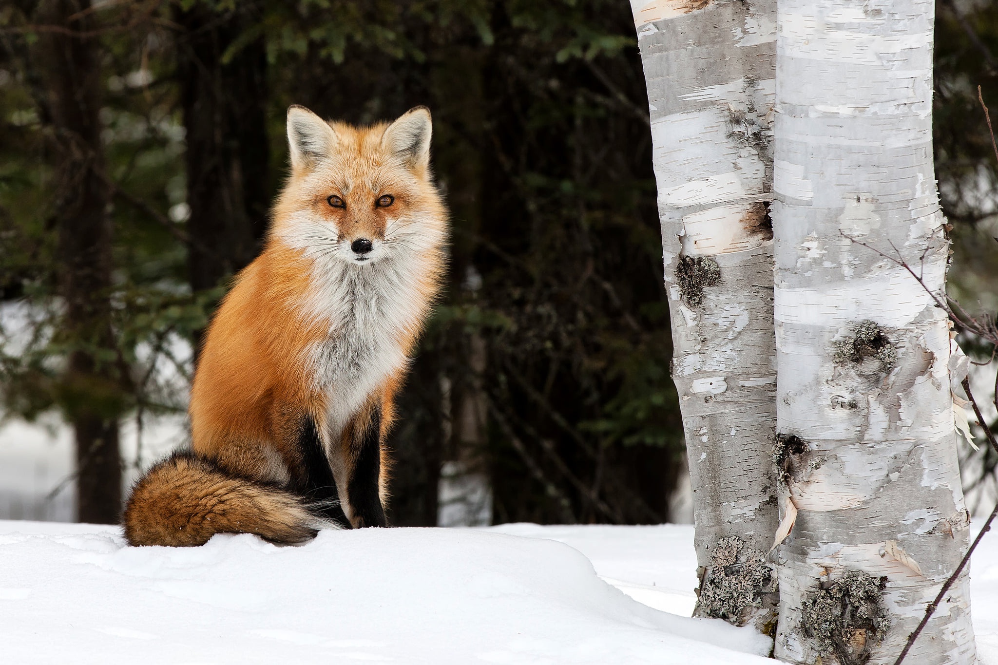 Laden Sie das Tiere, Winter, Schnee, Fuchs-Bild kostenlos auf Ihren PC-Desktop herunter